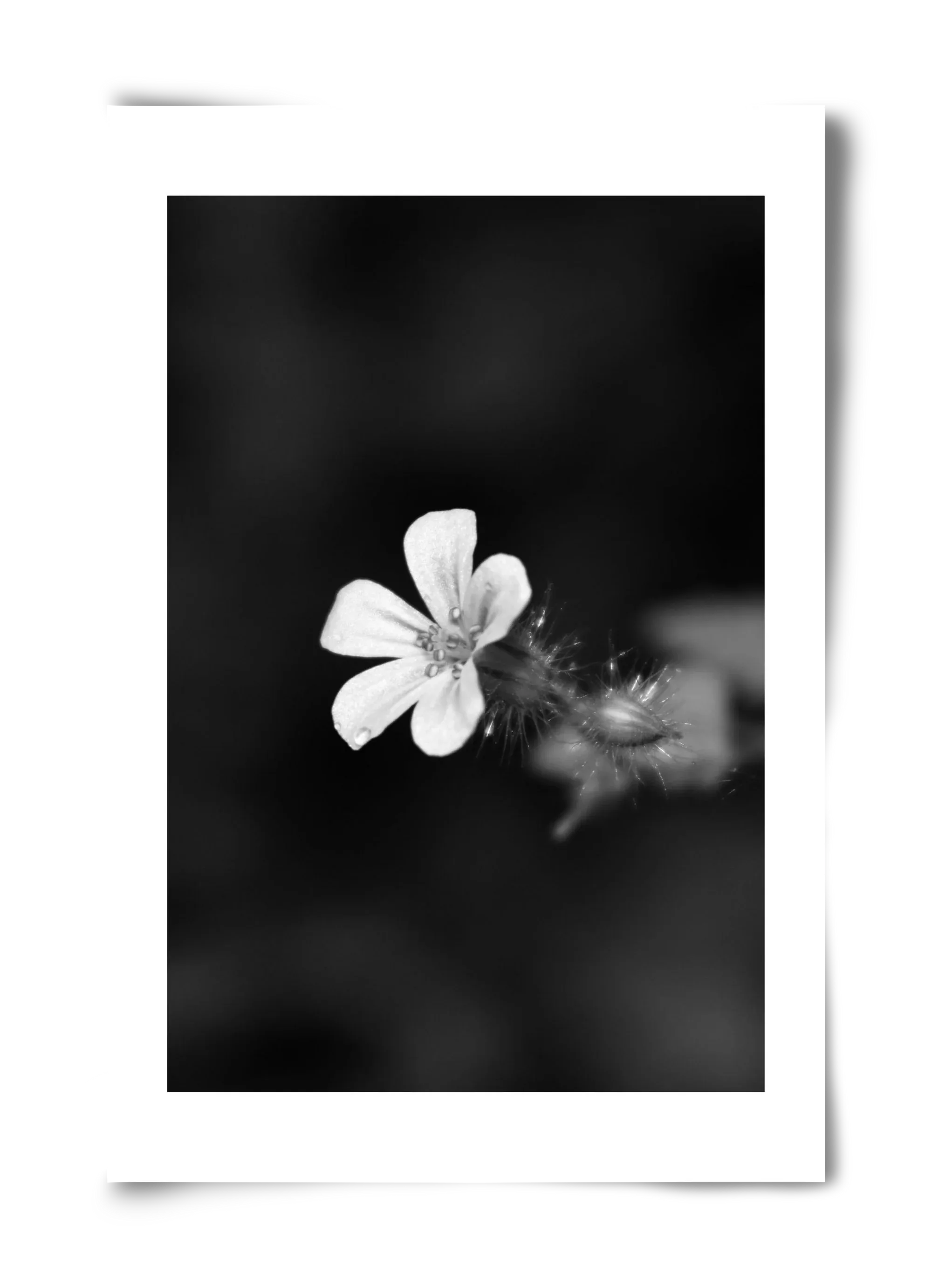 Geranium - artbridge