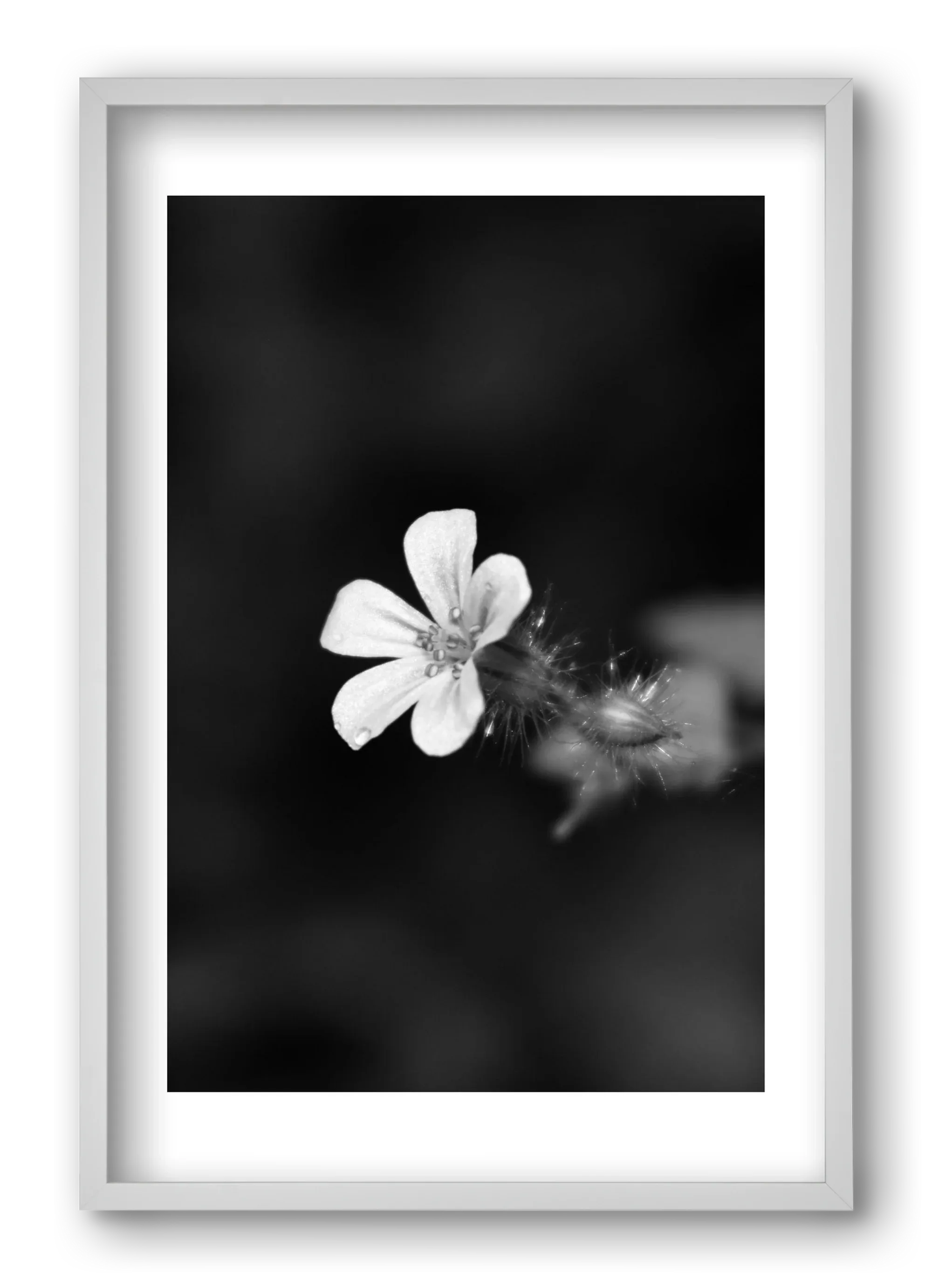 Geranium - artbridge