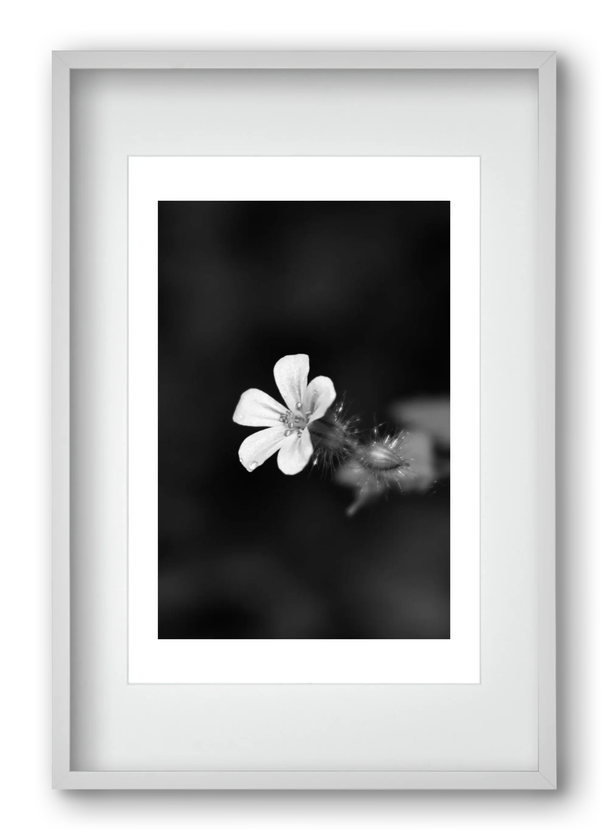 Geranium - artbridge