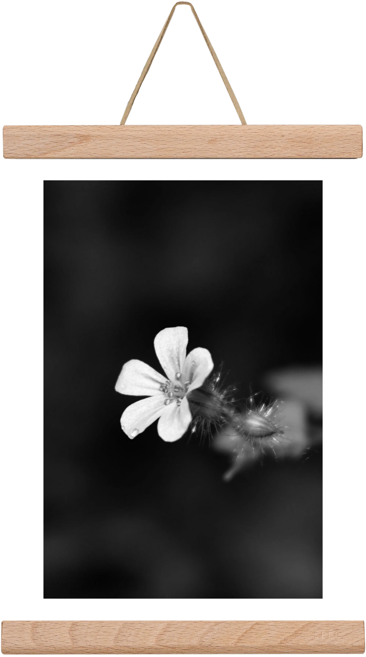 Geranium - artbridge