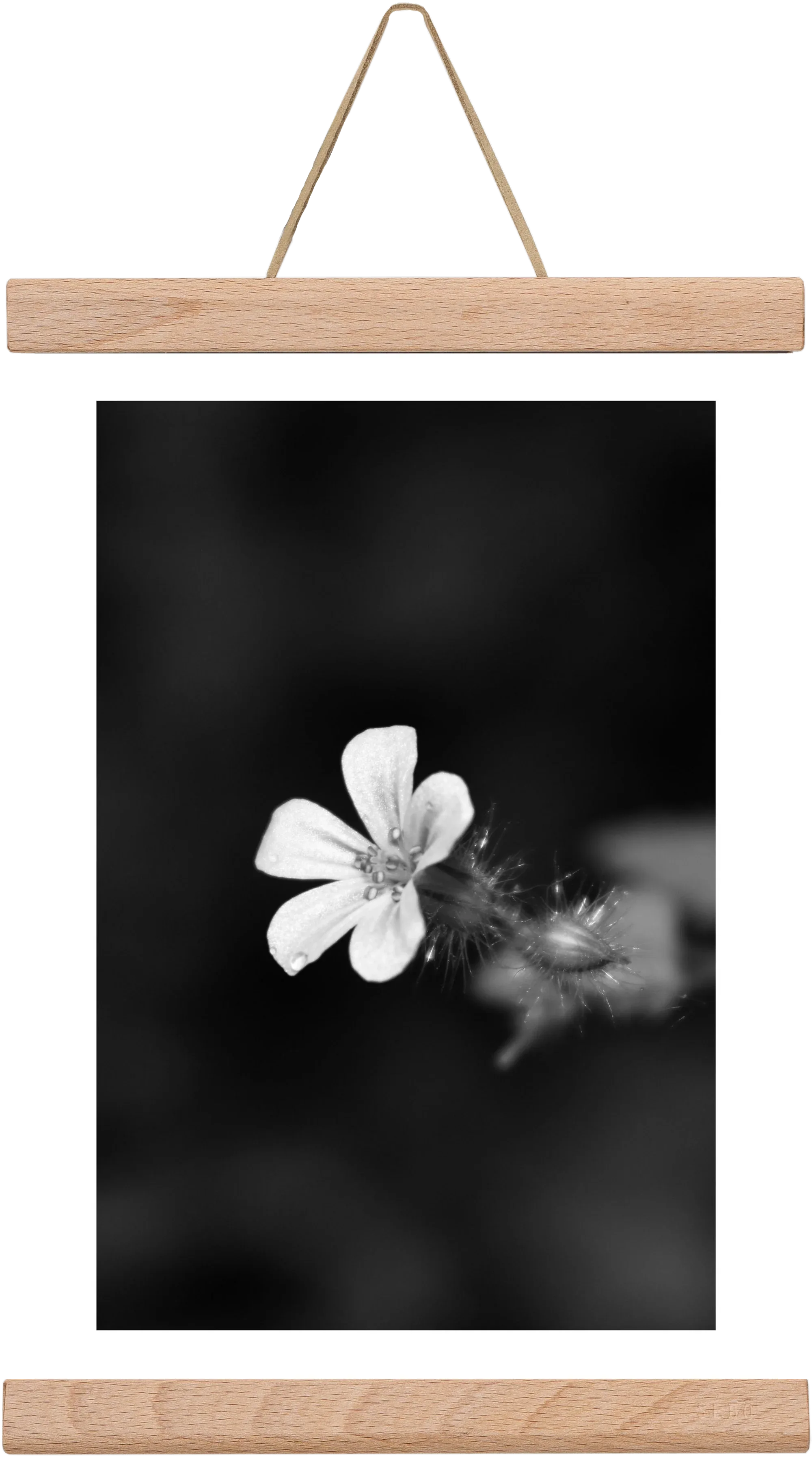 Geranium - artbridge
