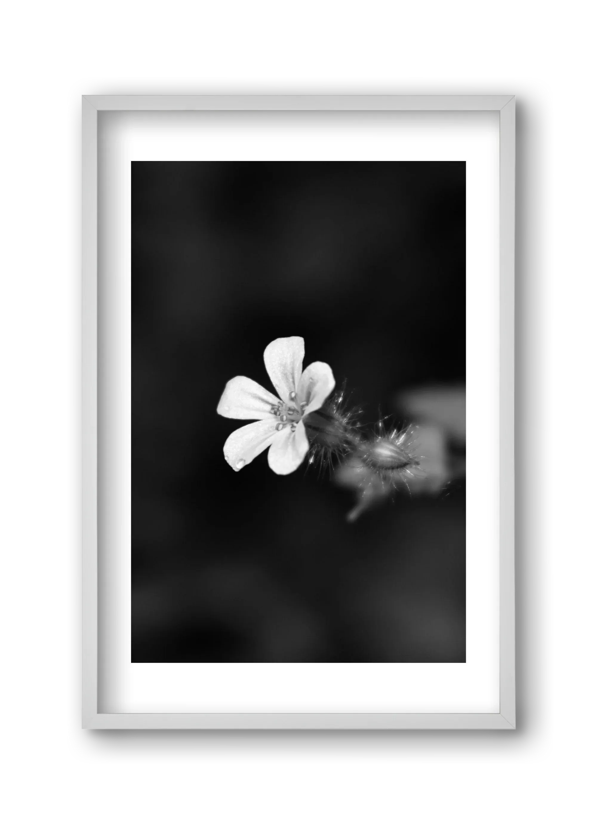 Geranium - artbridge