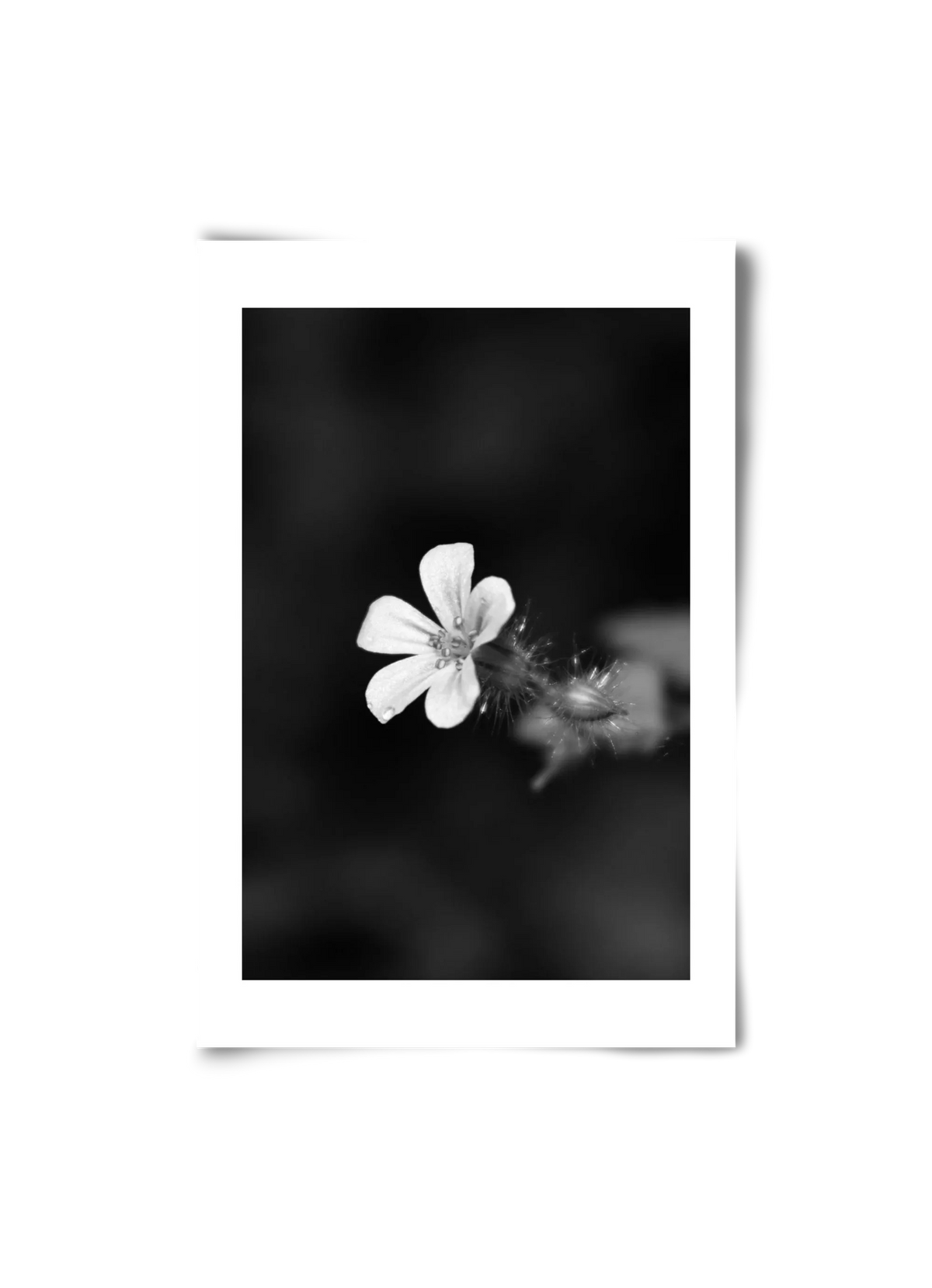 Geranium - artbridge