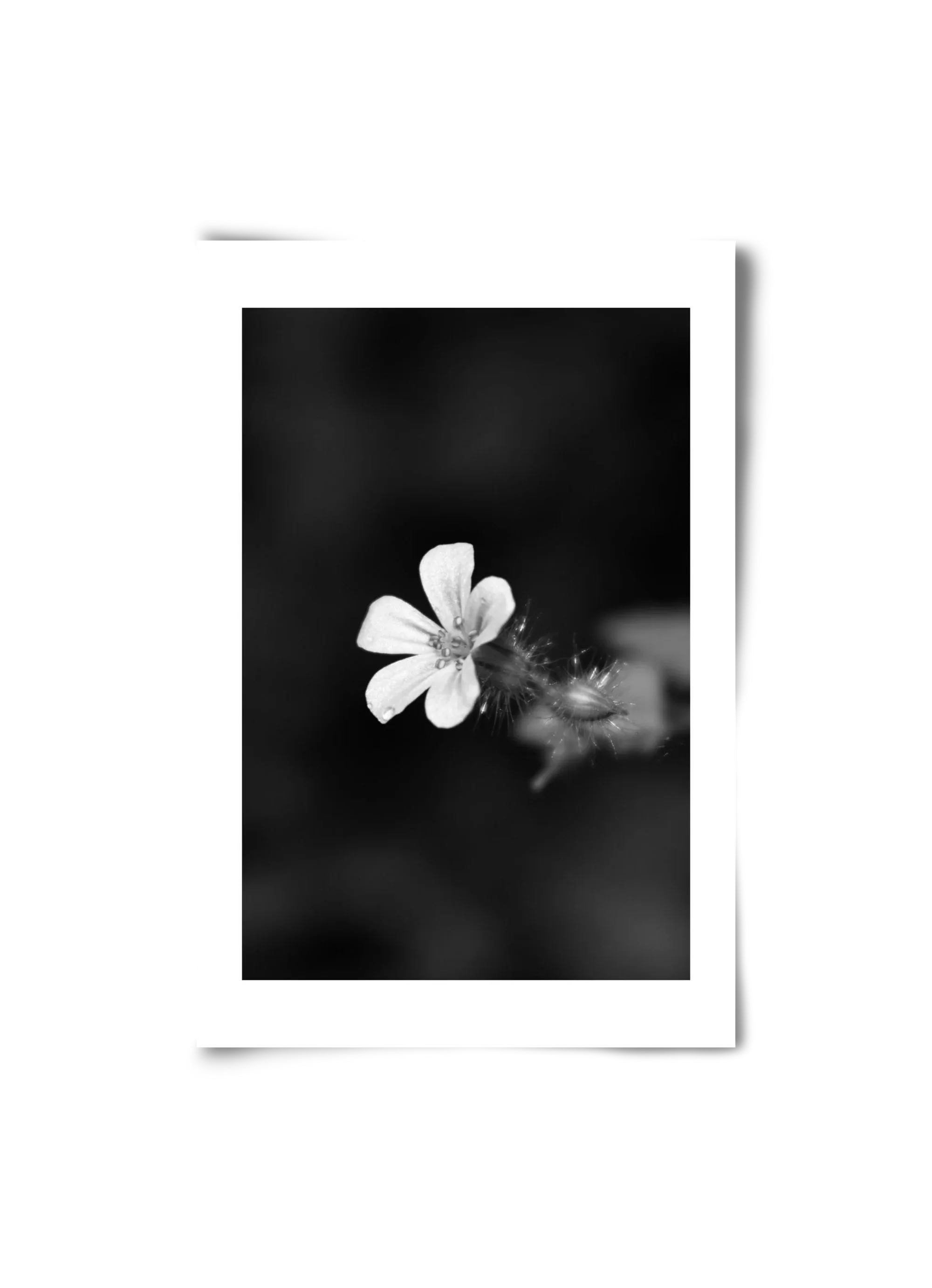 Geranium - artbridge