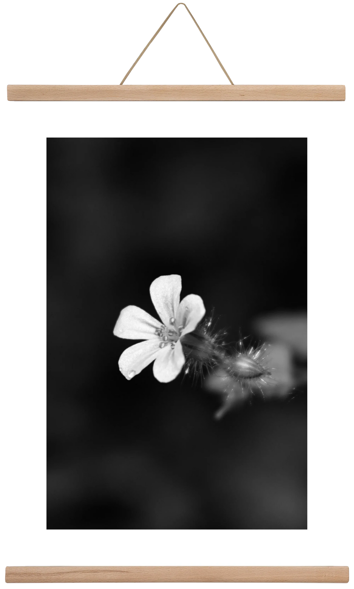 Geranium - artbridge