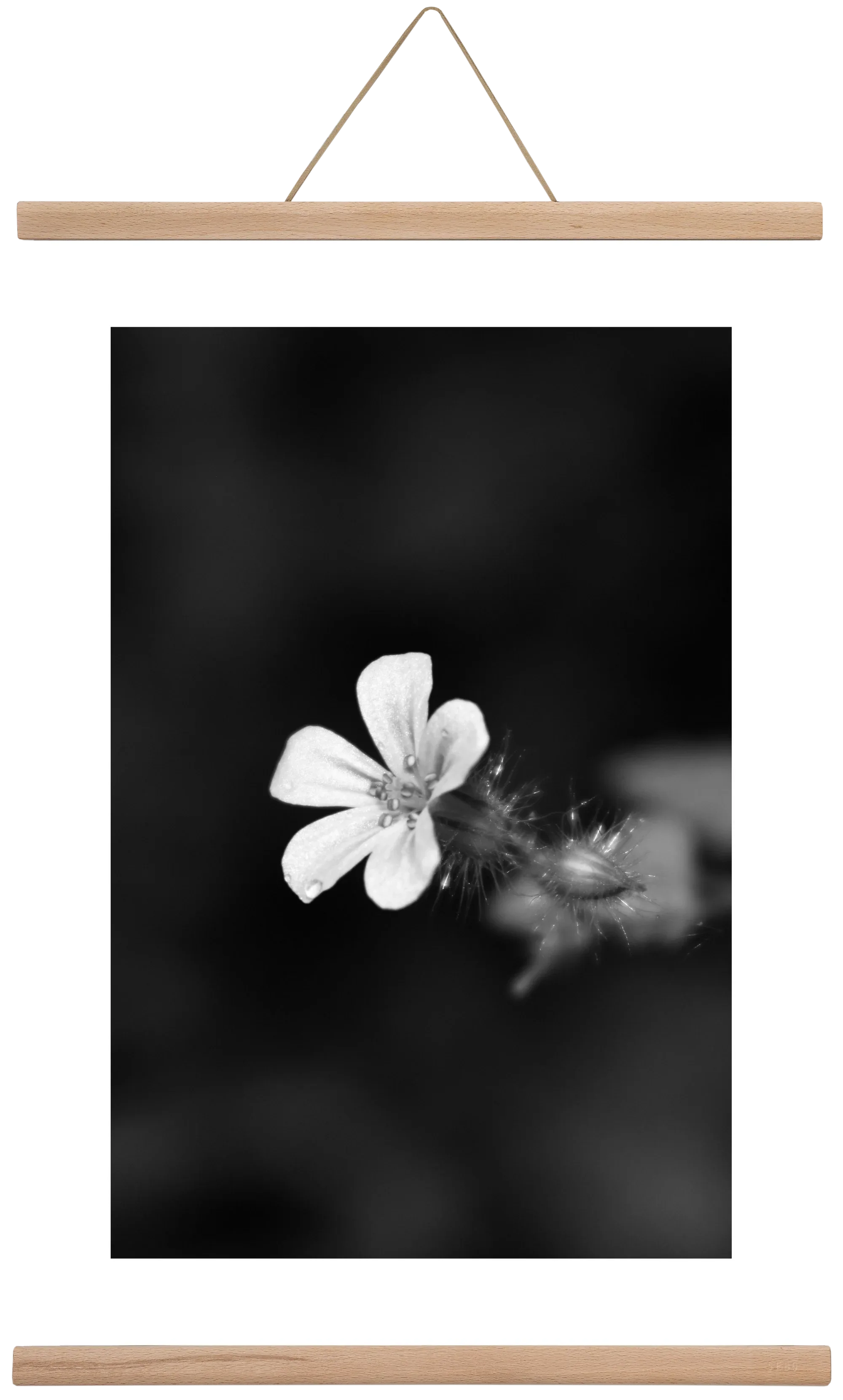 Geranium - artbridge