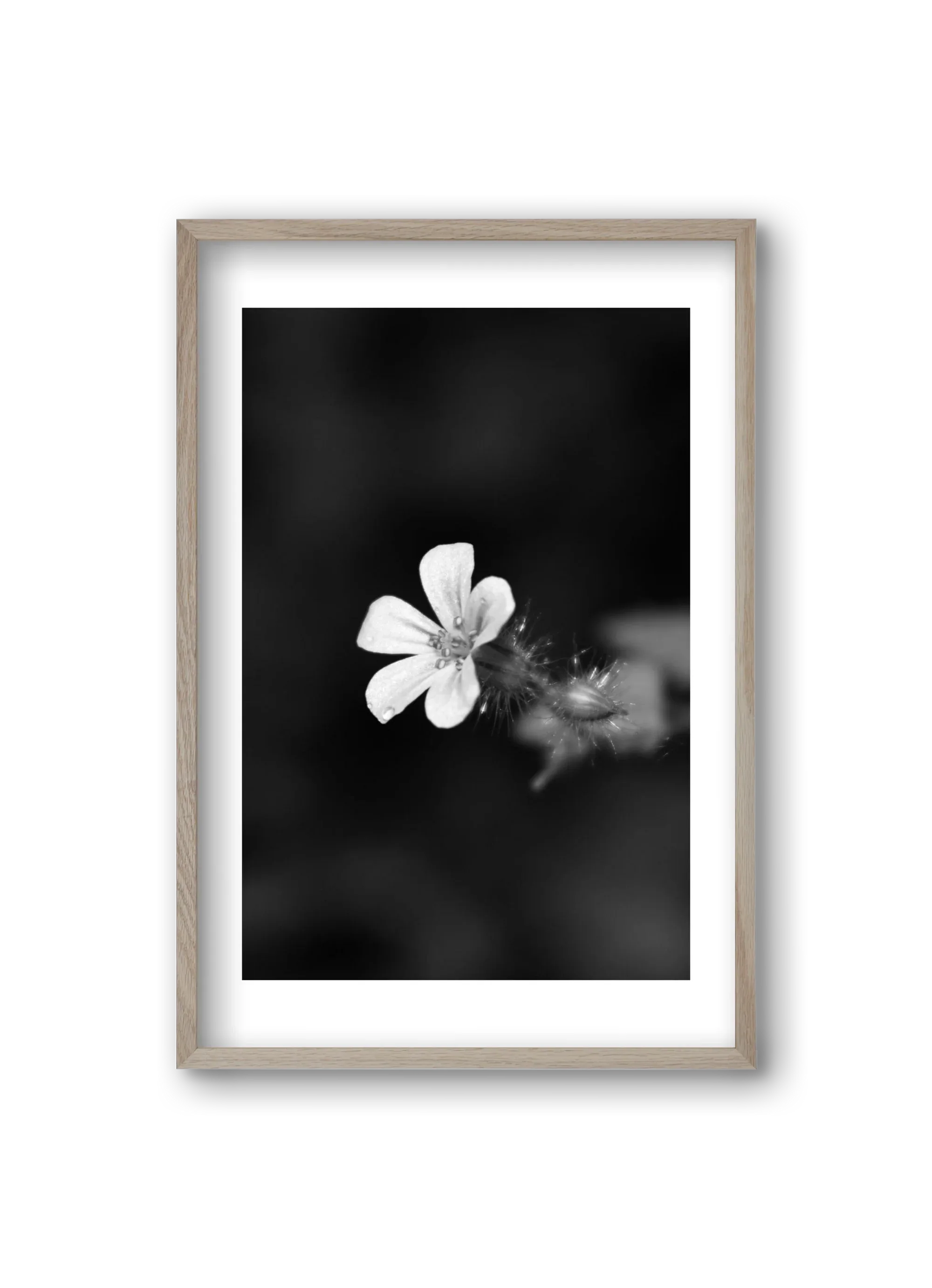 Geranium - artbridge