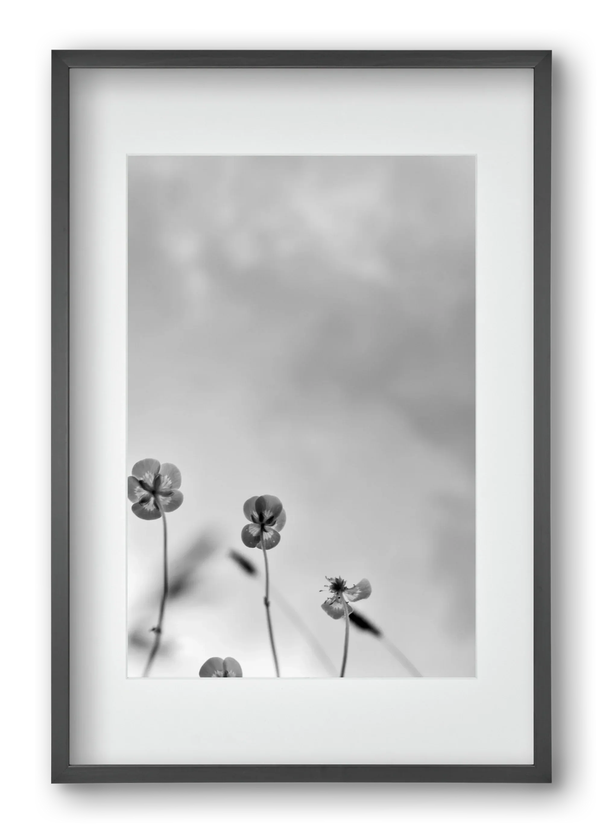 Buttercups - artbridge