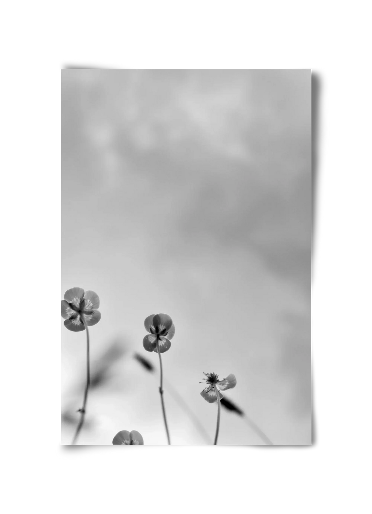 Buttercups - artbridge