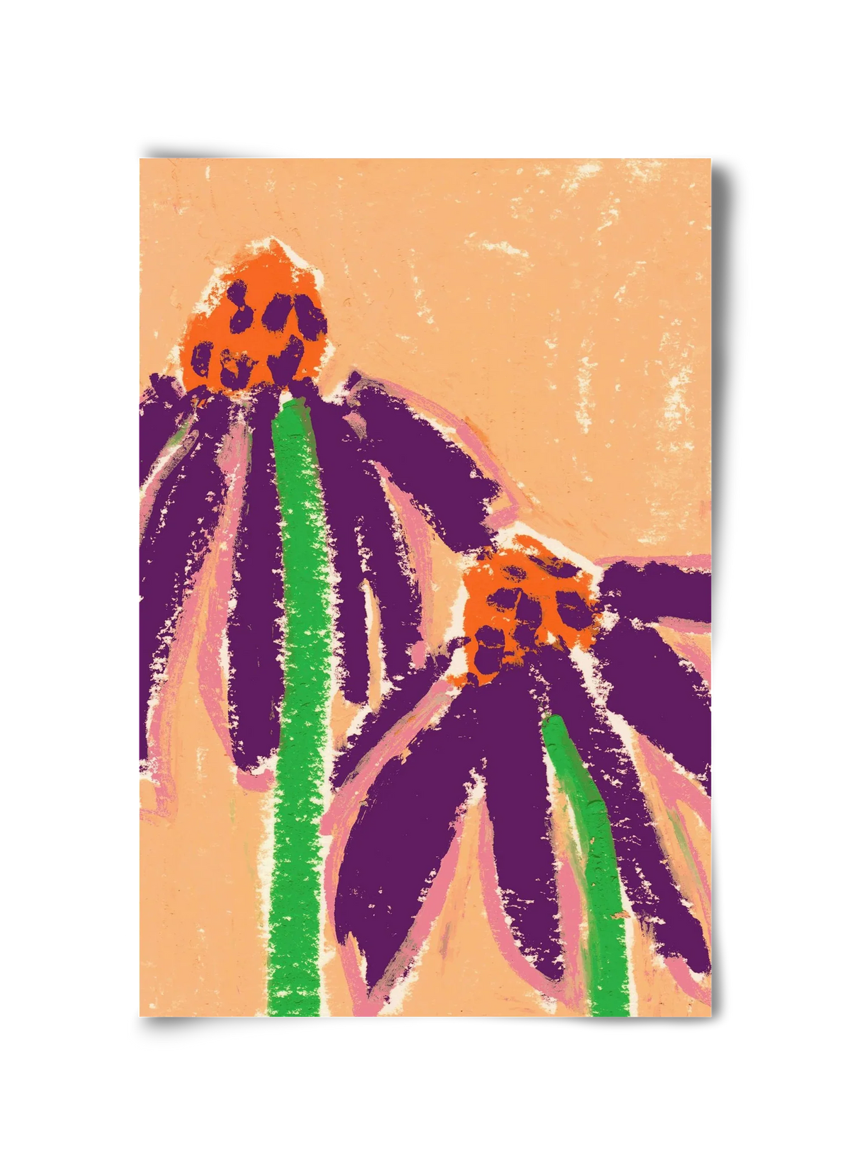 Echinacea - artbridge