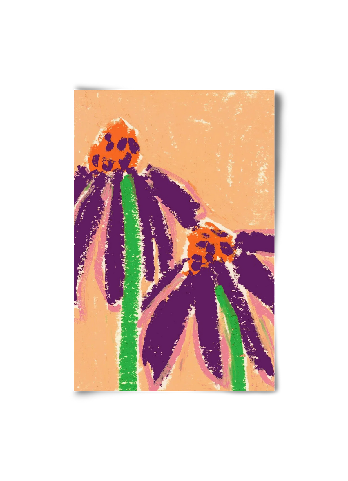Echinacea - artbridge