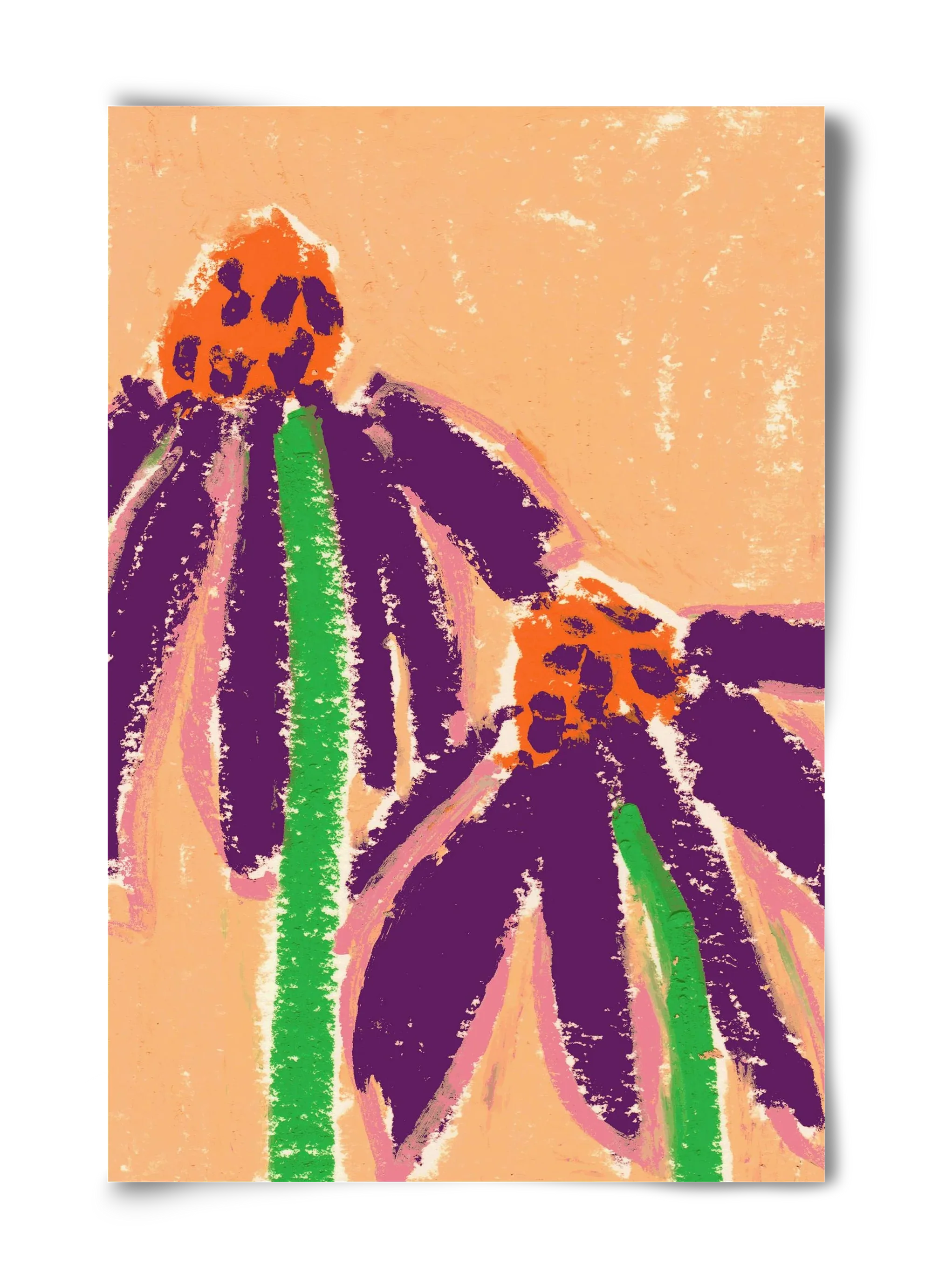 Echinacea - artbridge