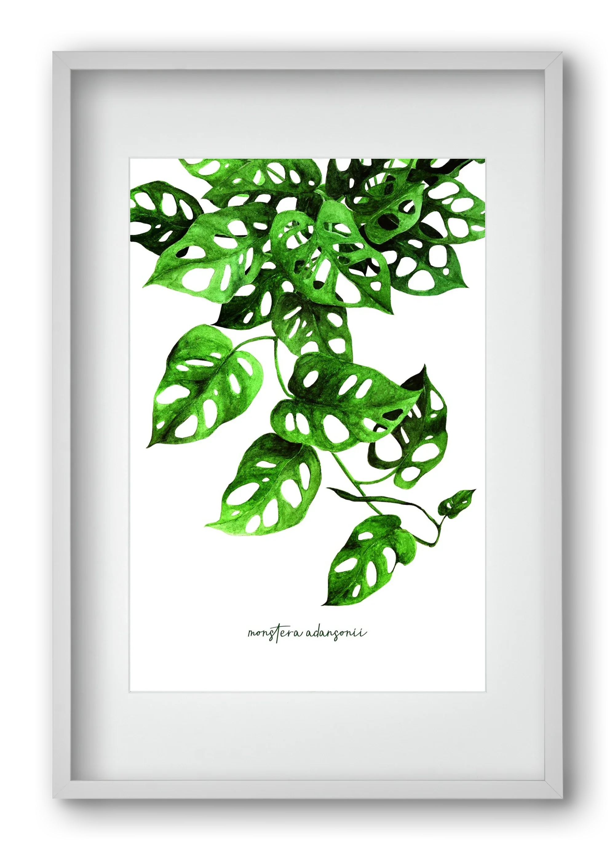 monstera adansonii - artbridge