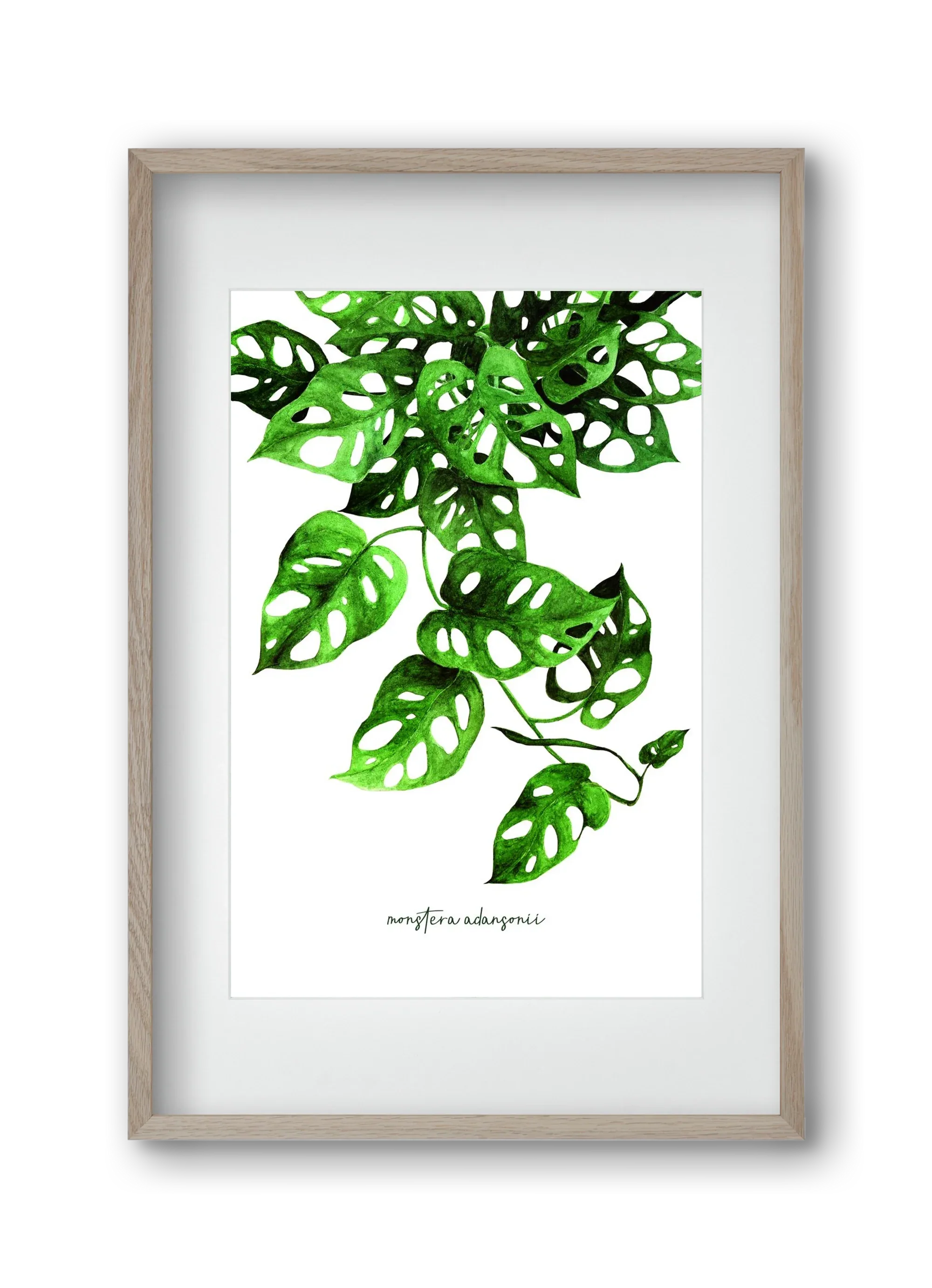 monstera adansonii - artbridge