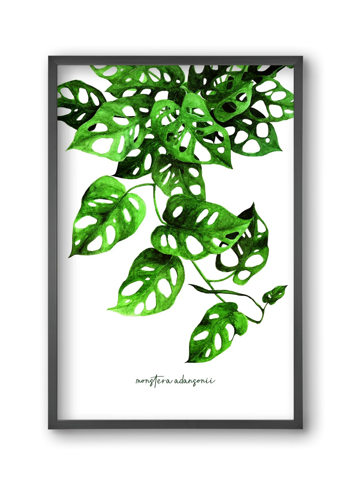 monstera adansonii - artbridge