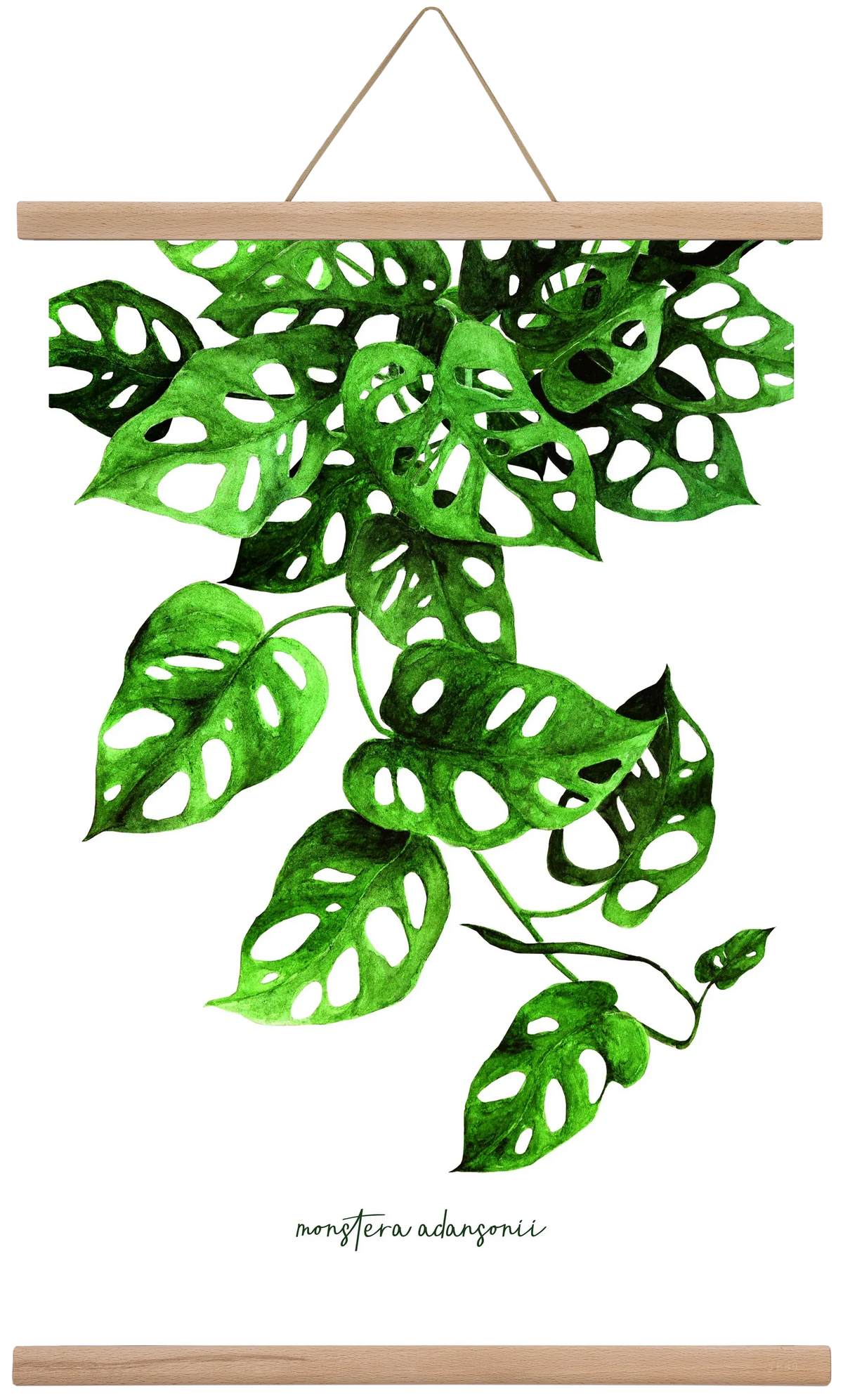 monstera adansonii - artbridge
