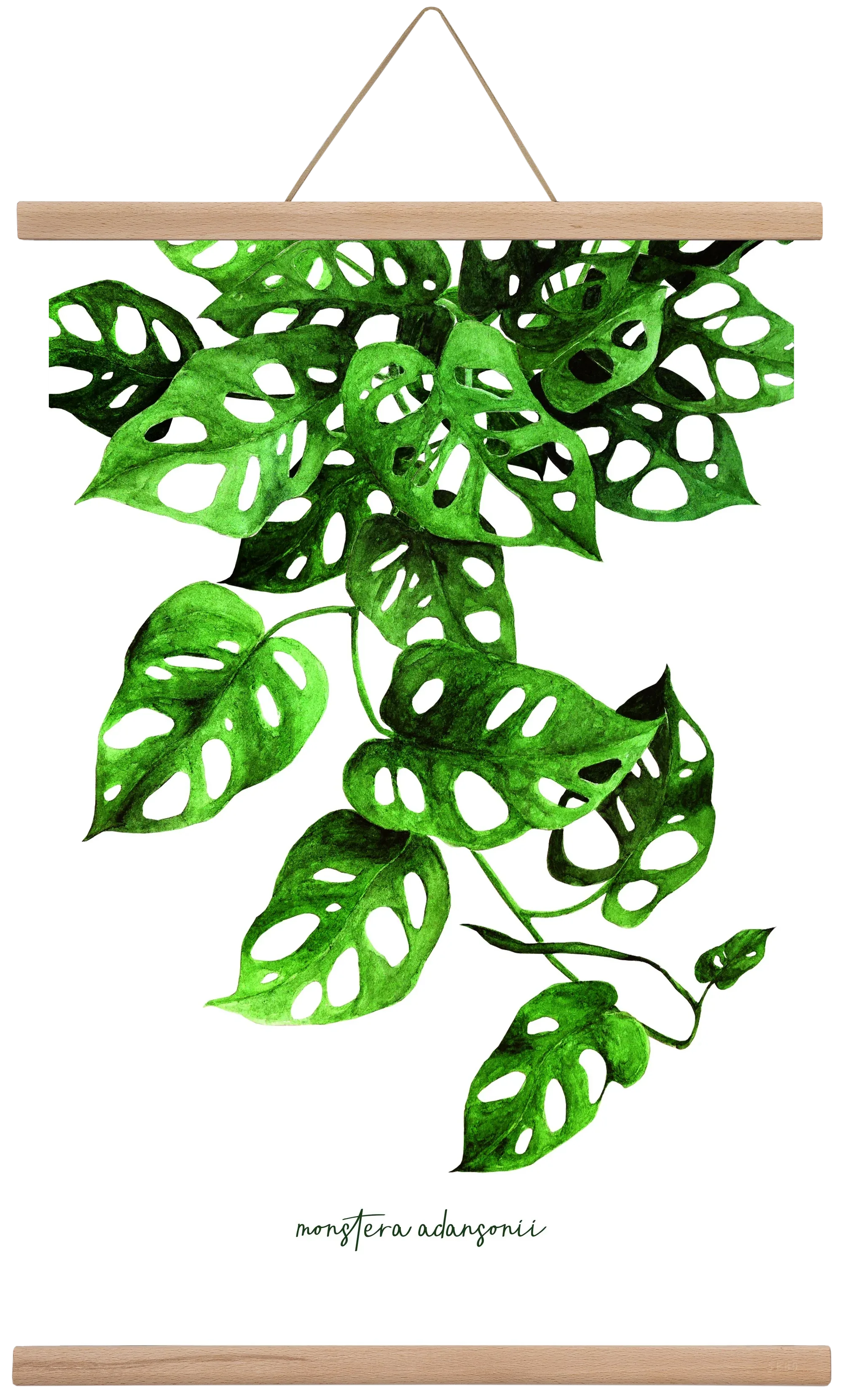 monstera adansonii - artbridge