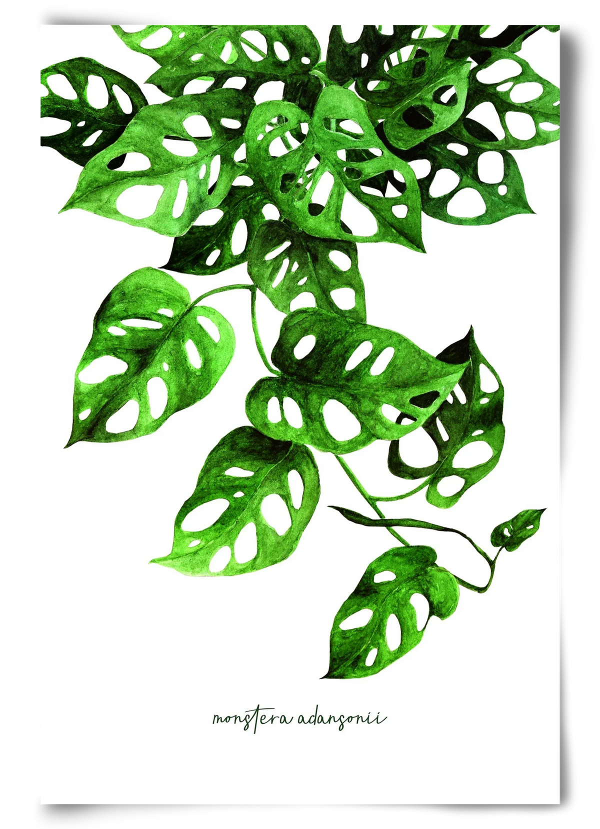 monstera adansonii - artbridge