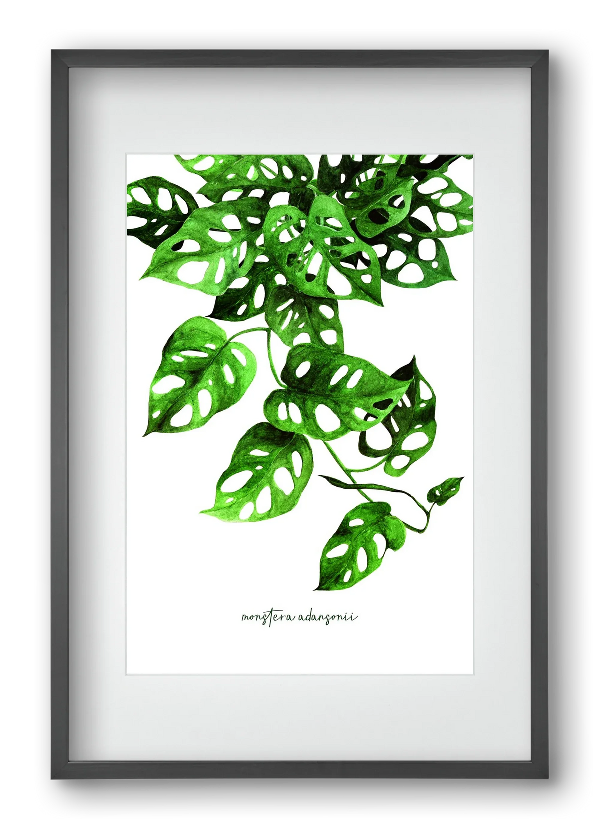monstera adansonii - artbridge