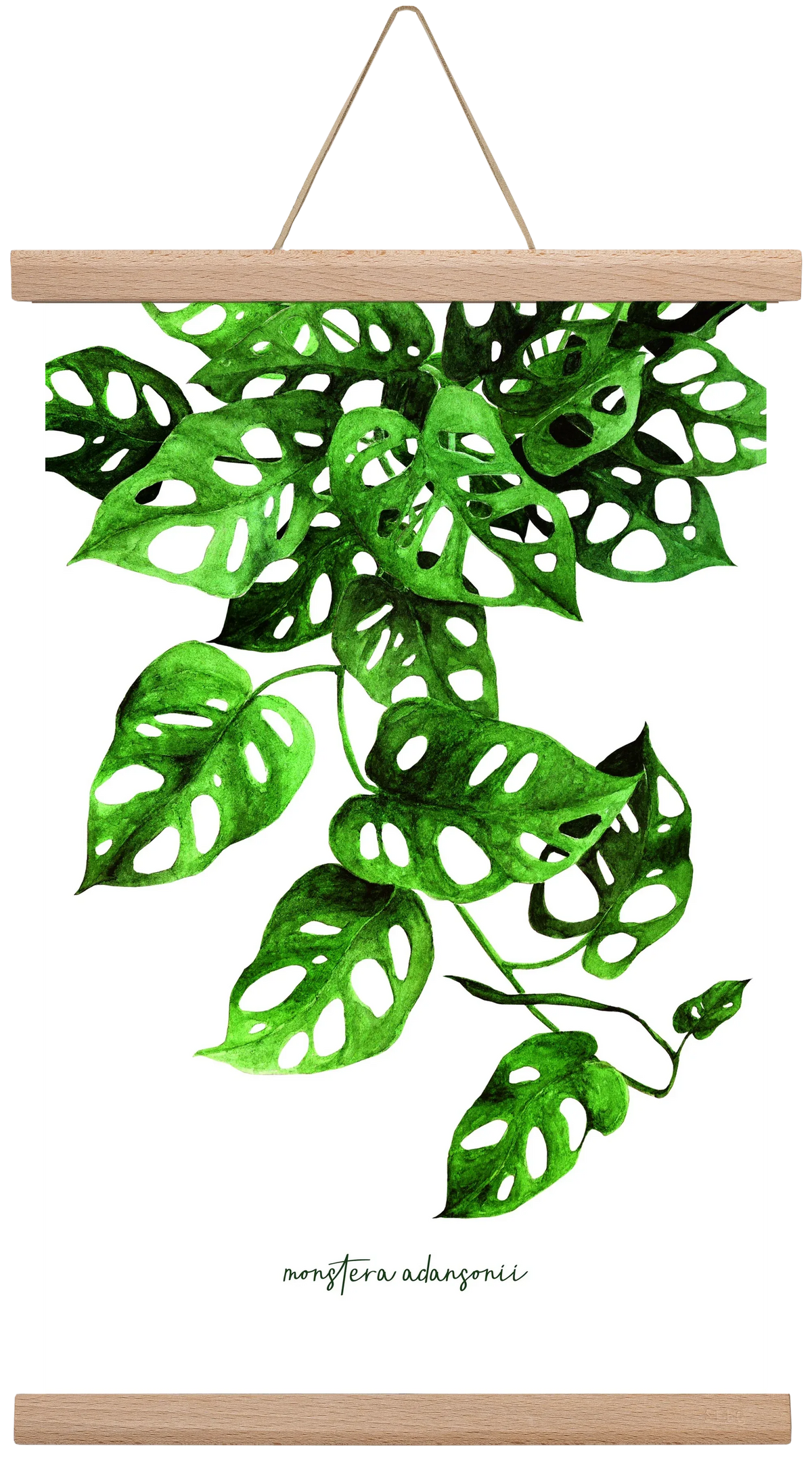 monstera adansonii - artbridge
