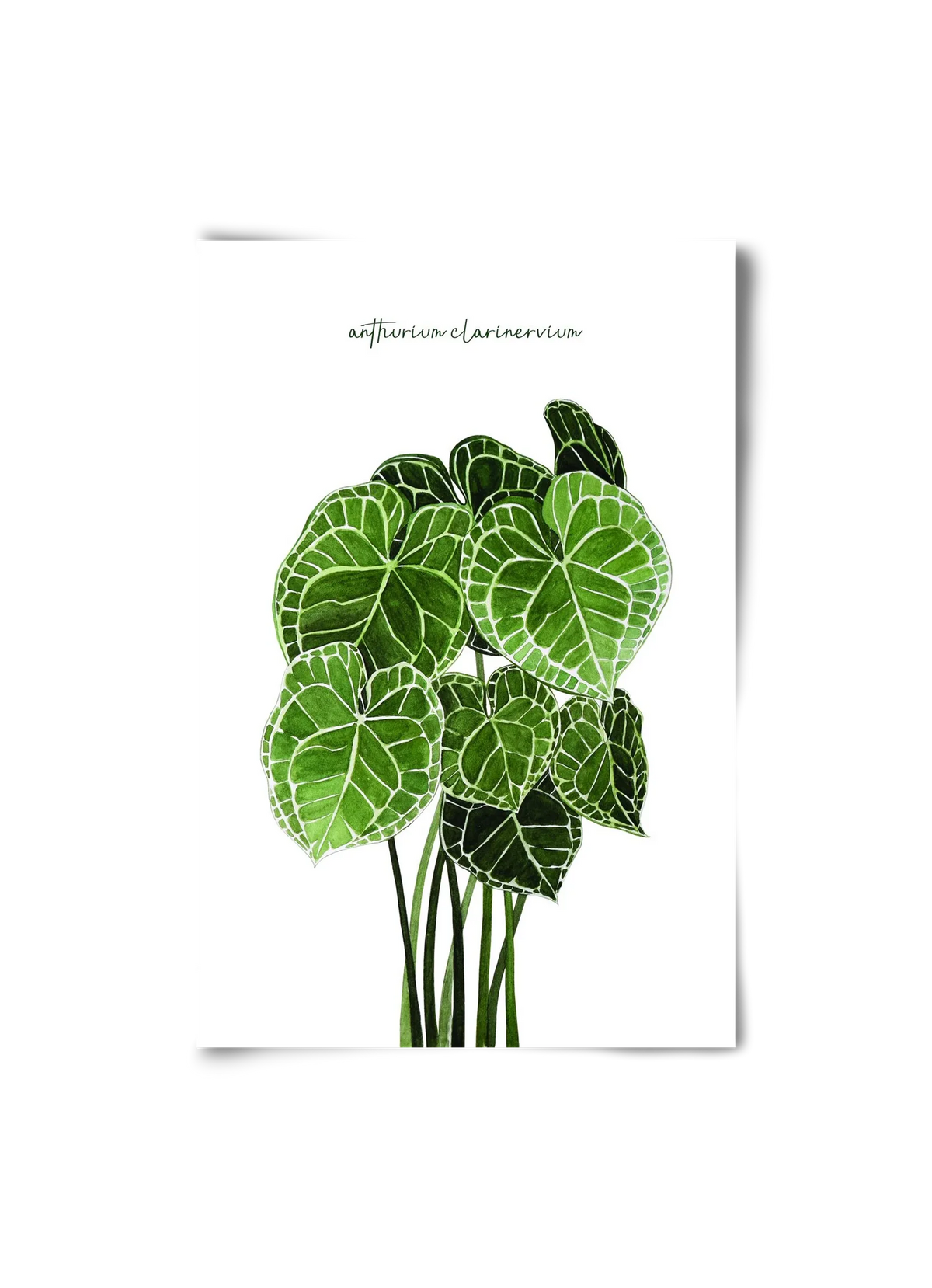 anthurium clarinervium - artbridge