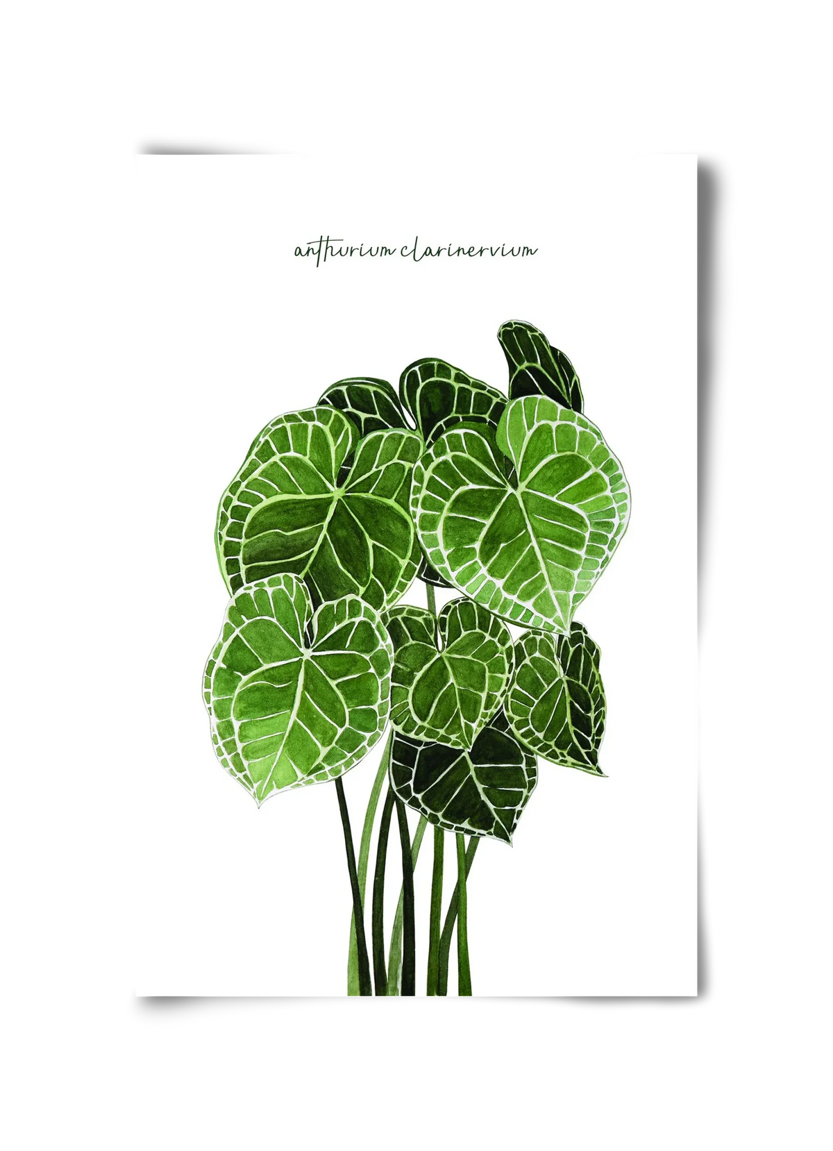 anthurium clarinervium - artbridge