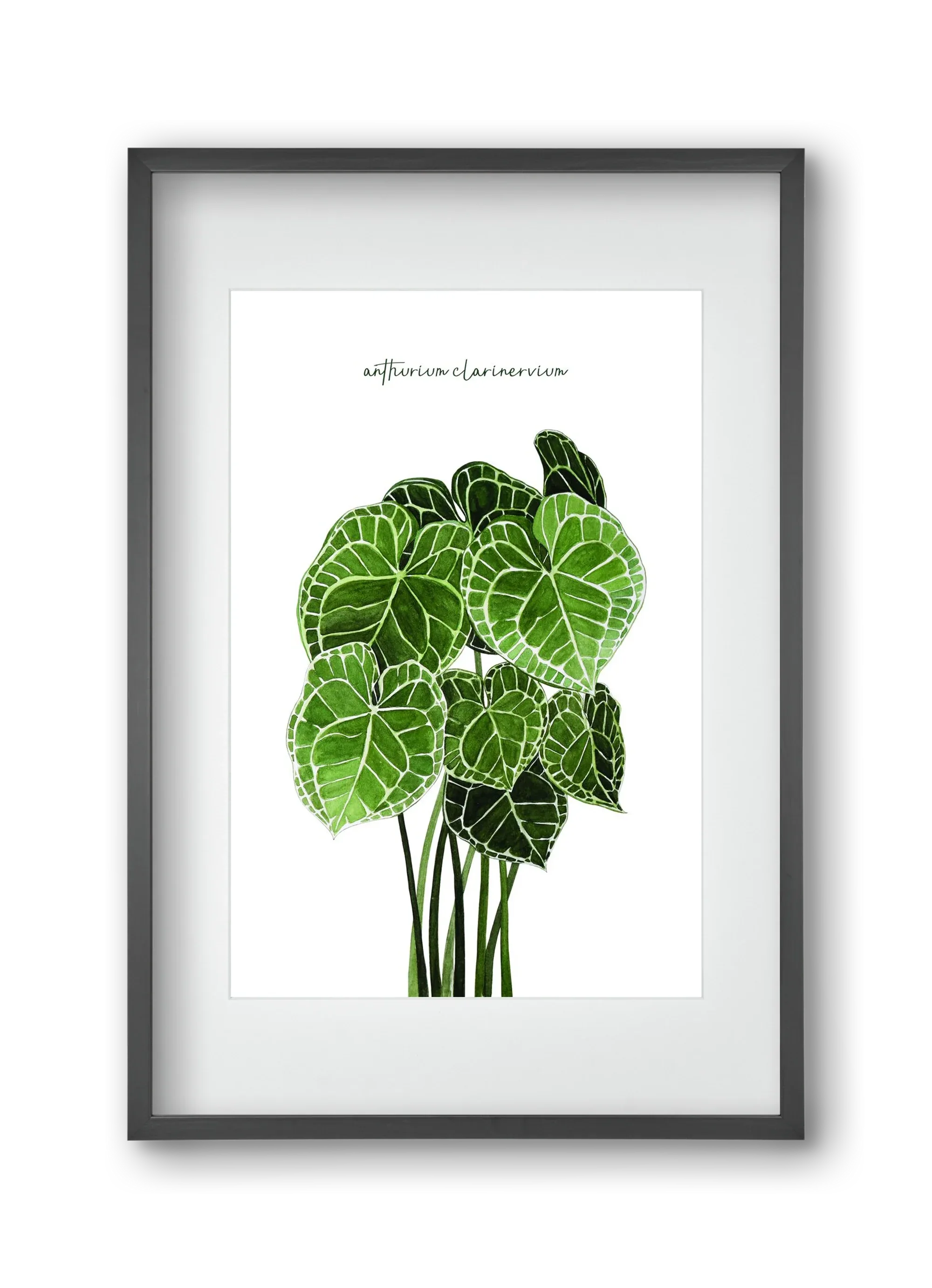 anthurium clarinervium - artbridge