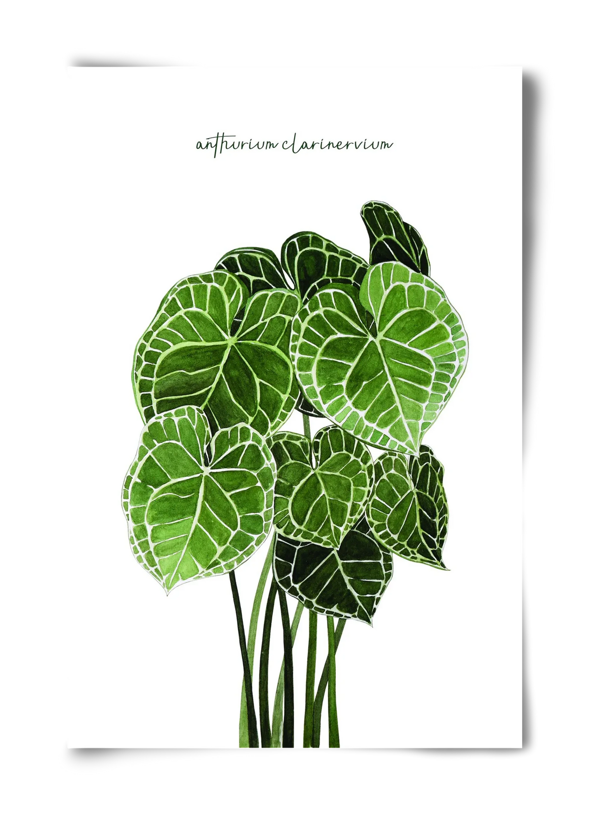 anthurium clarinervium - artbridge