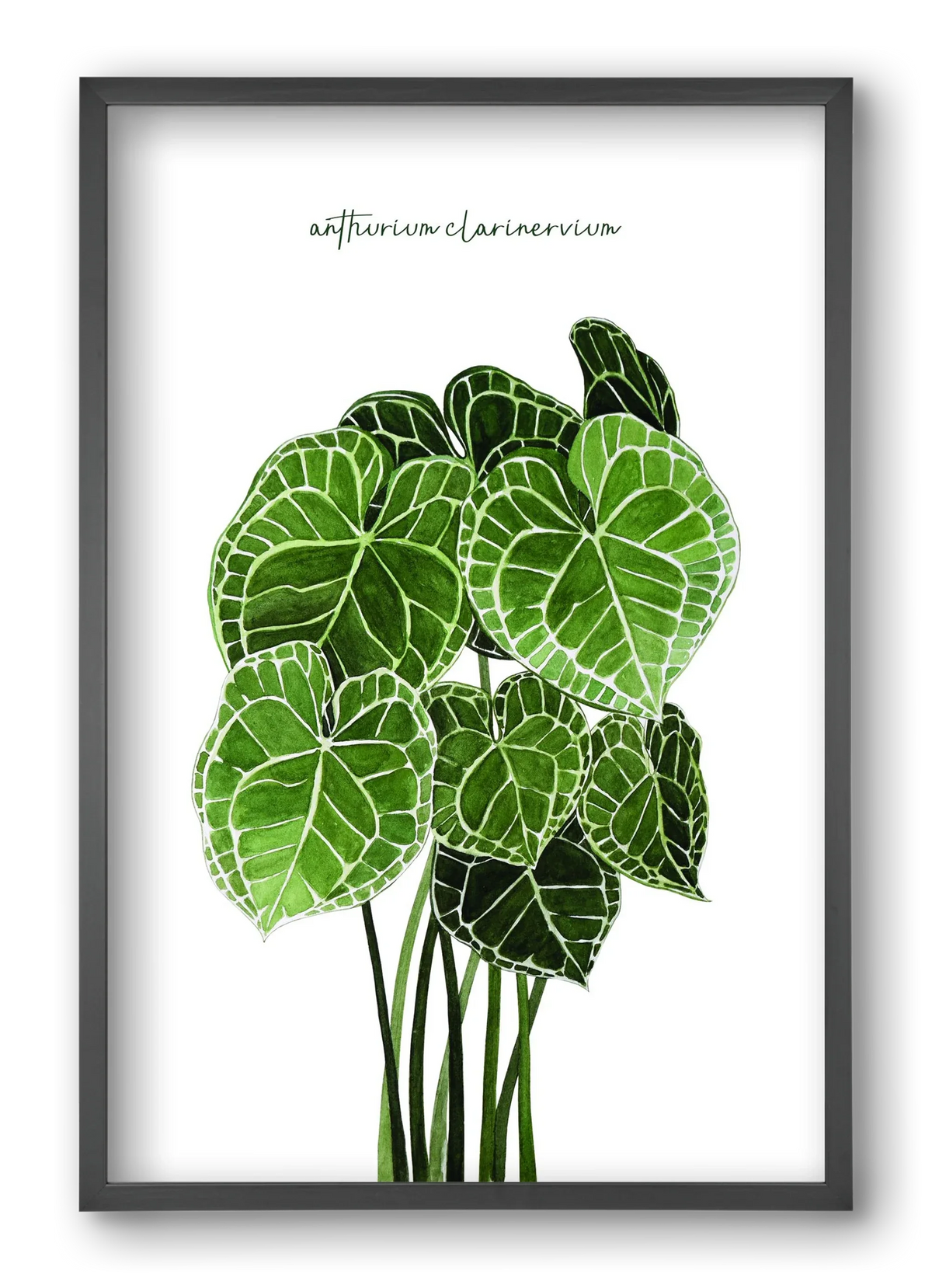 anthurium clarinervium - artbridge