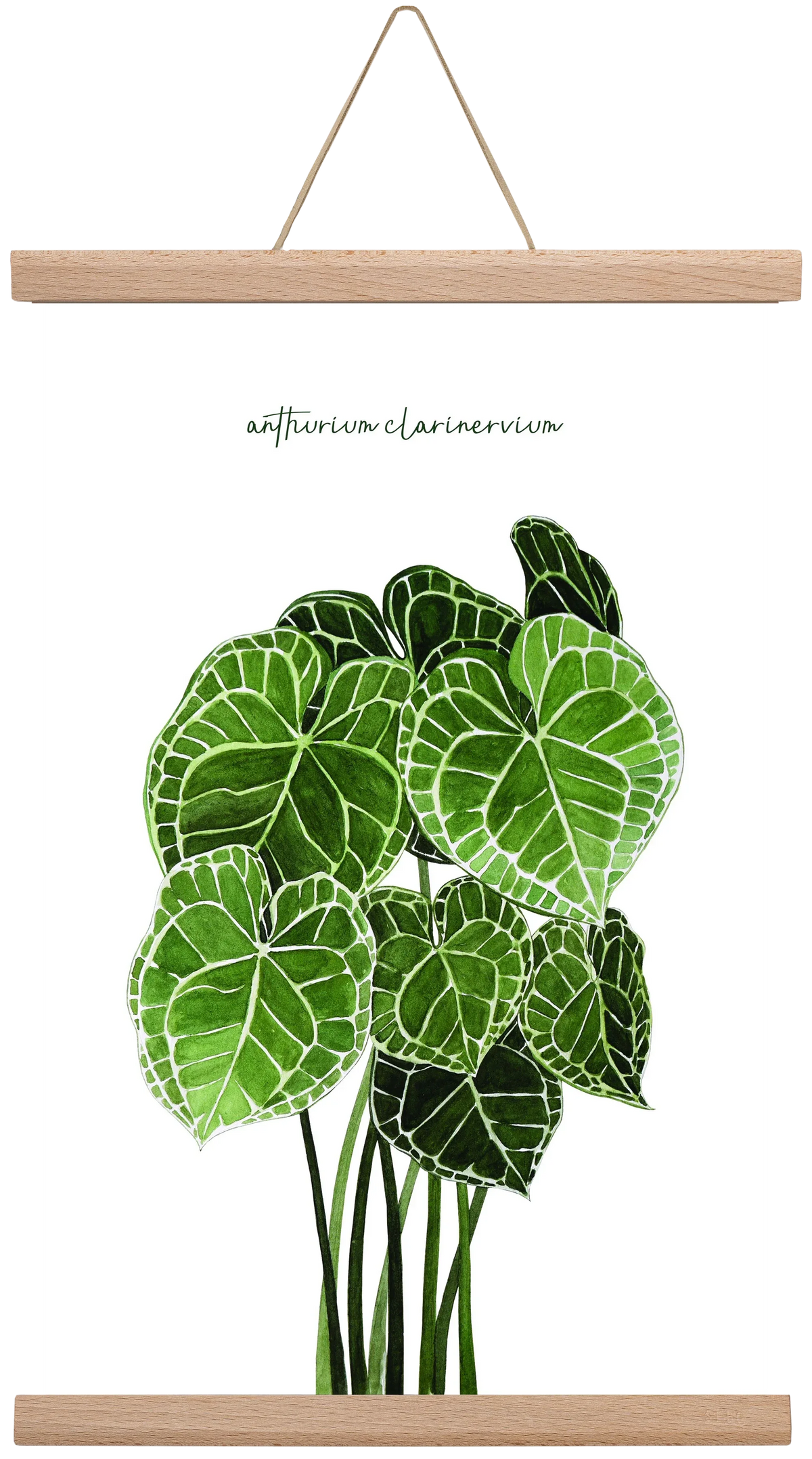 anthurium clarinervium - artbridge