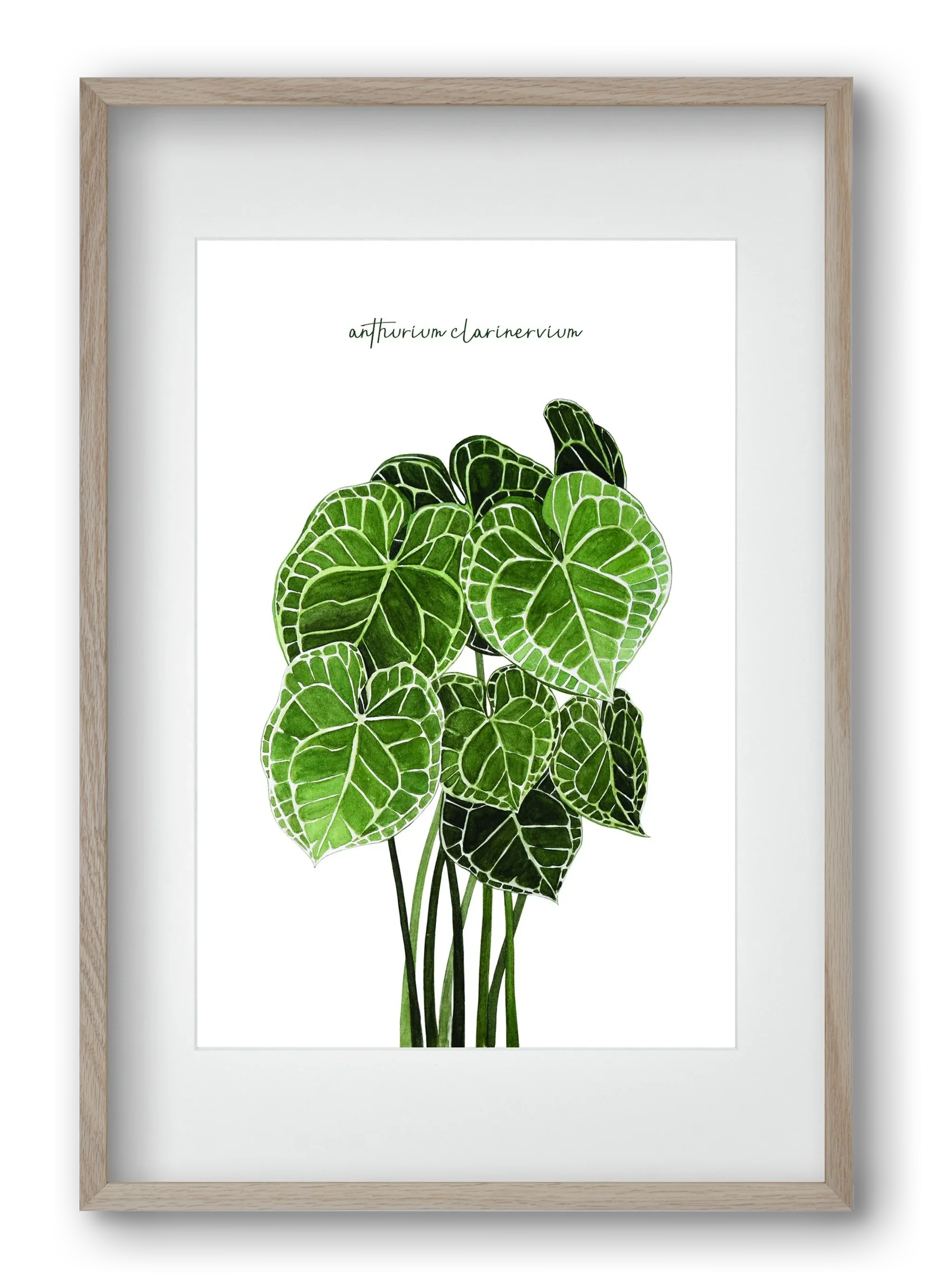 anthurium clarinervium - artbridge