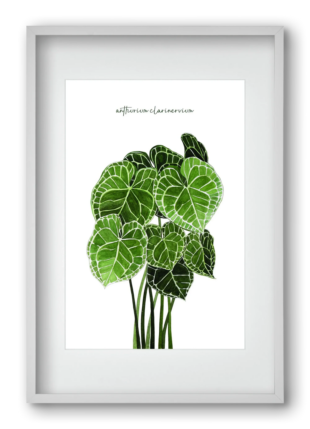 anthurium clarinervium - artbridge