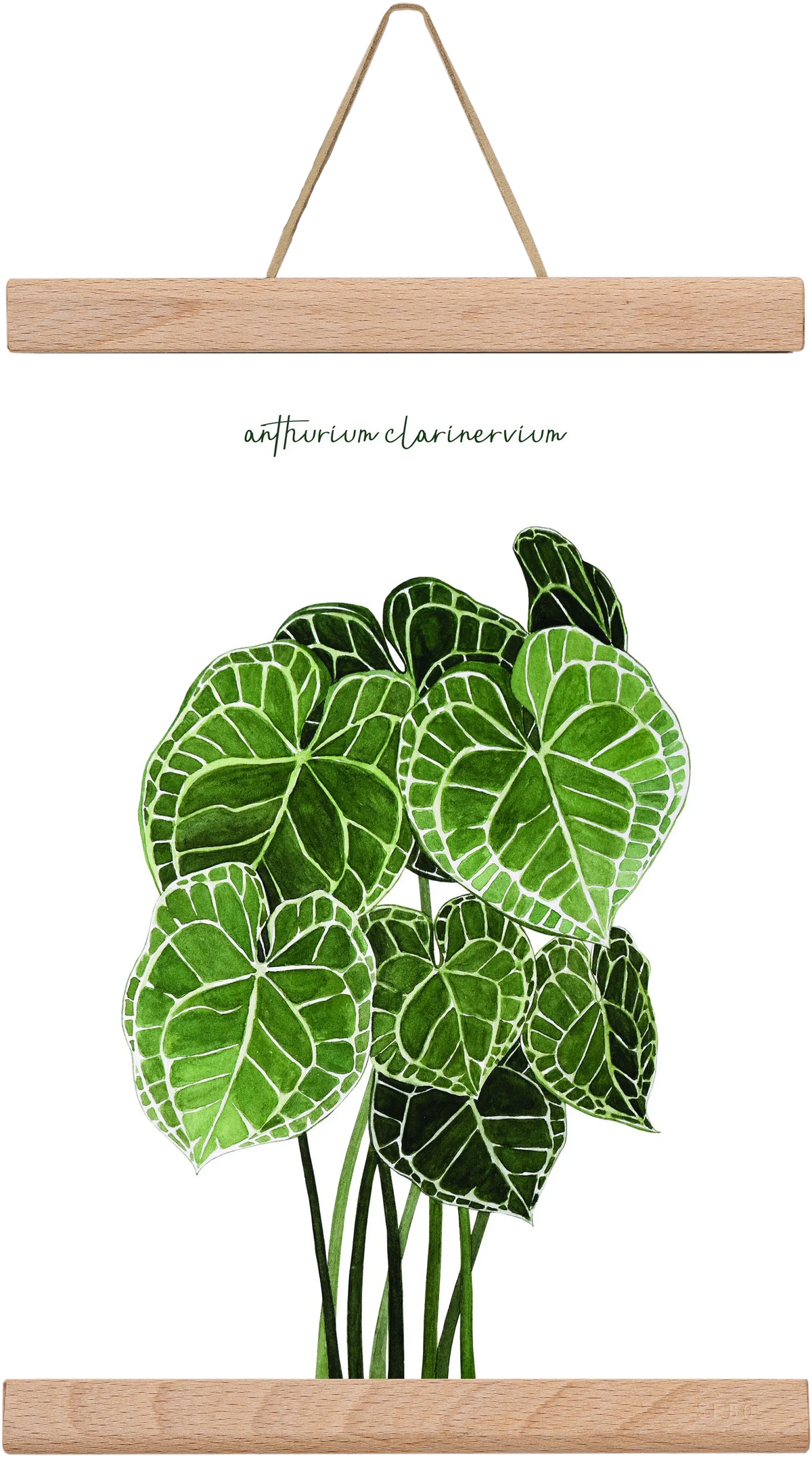 anthurium clarinervium - artbridge