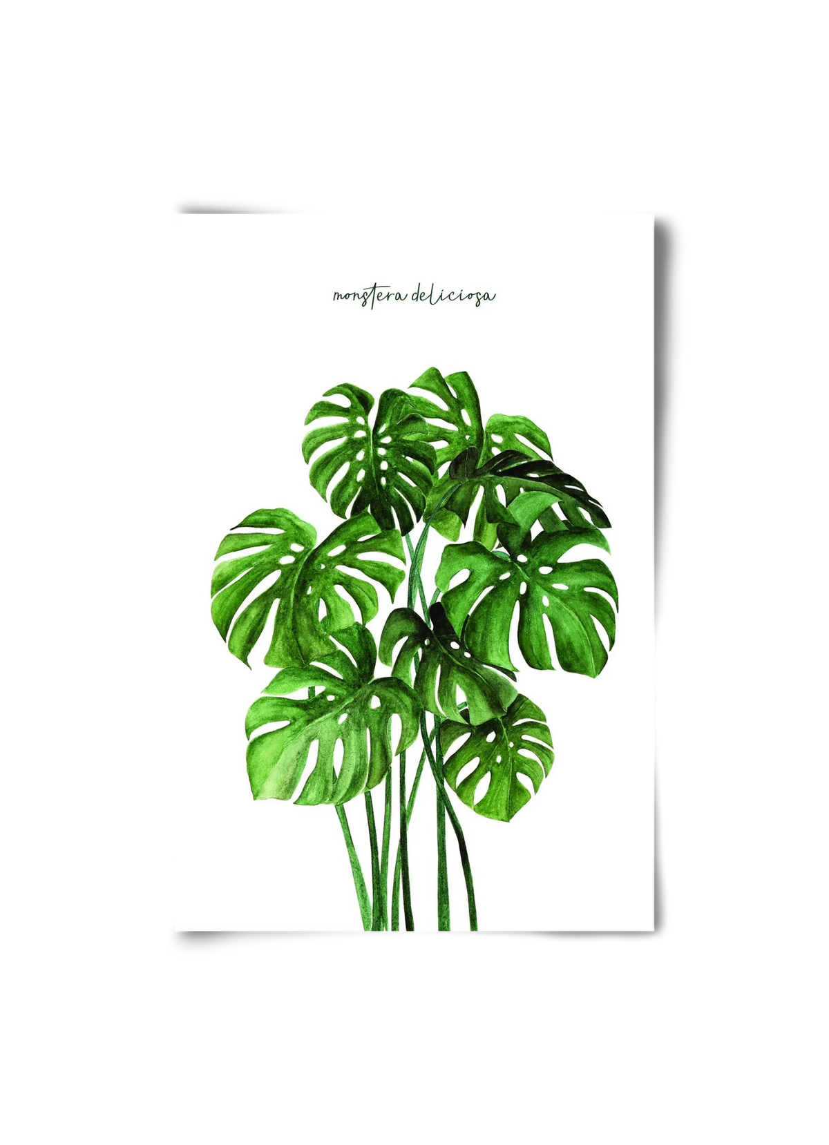 monstera deliciosa - artbridge