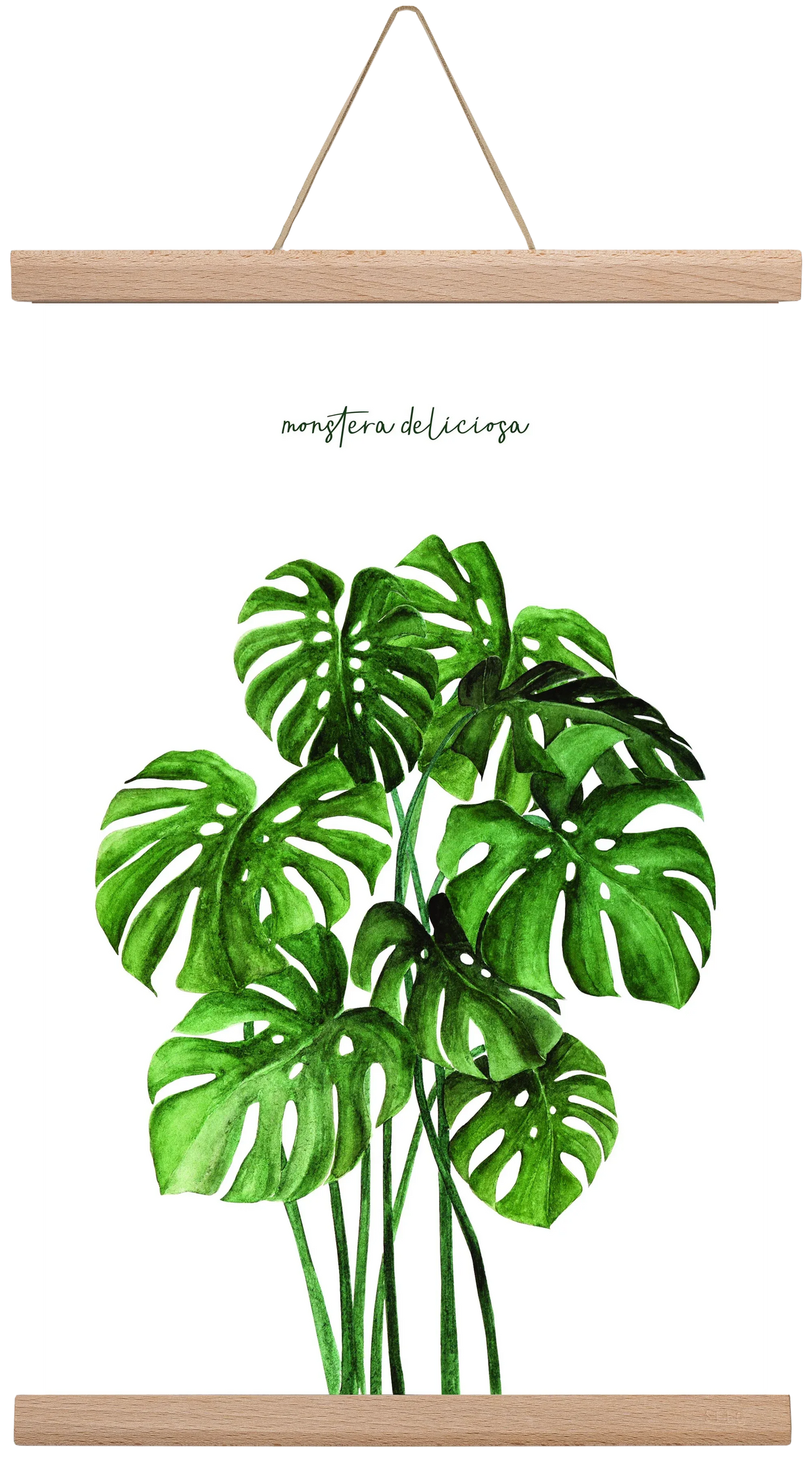monstera deliciosa - artbridge