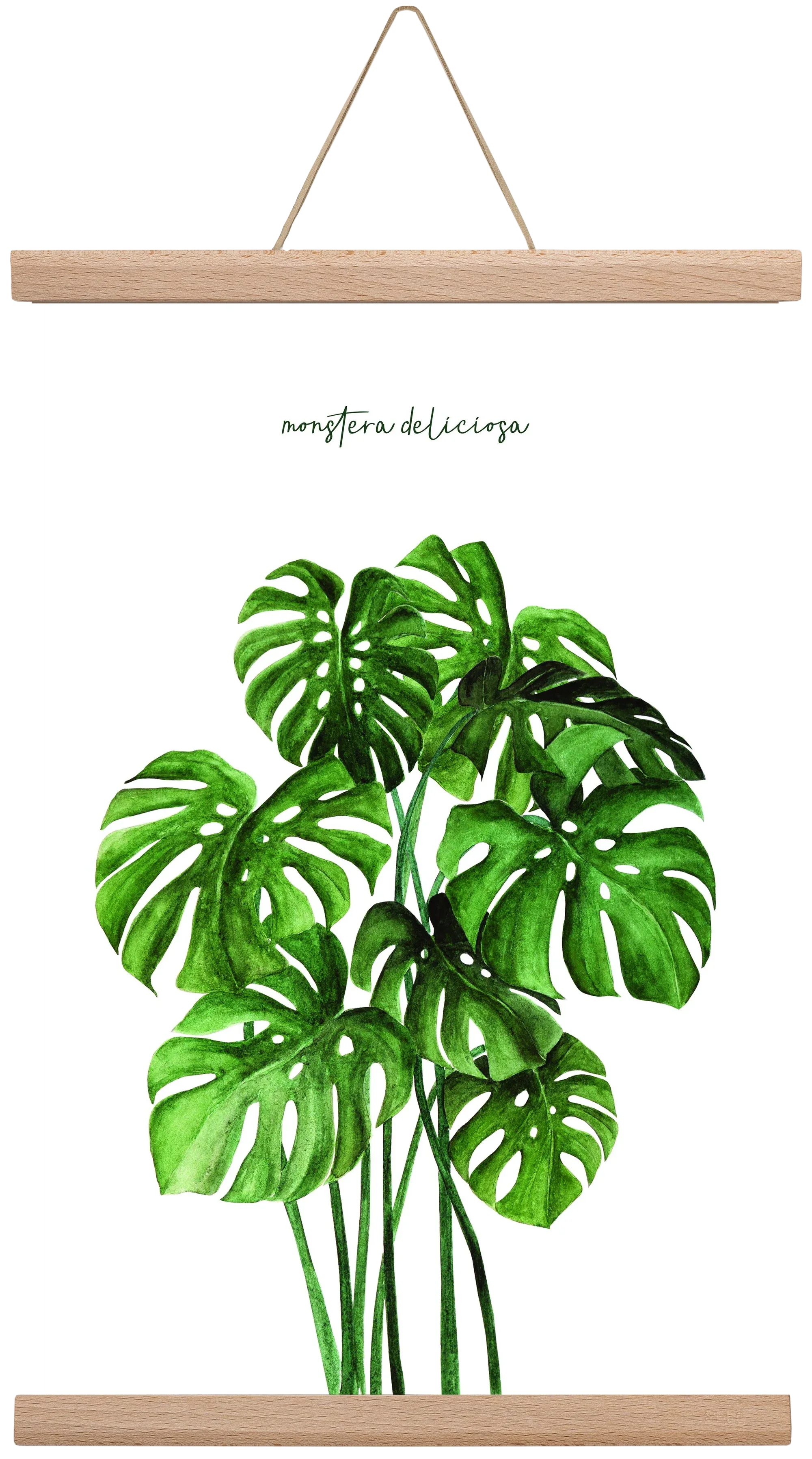 monstera deliciosa - artbridge