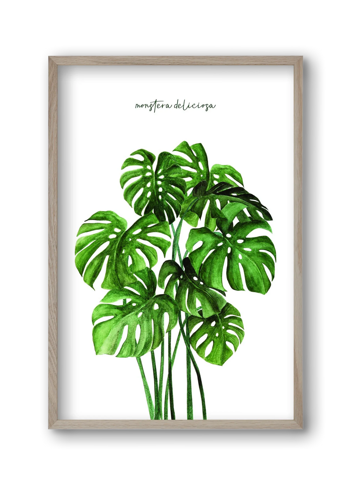 monstera deliciosa - artbridge