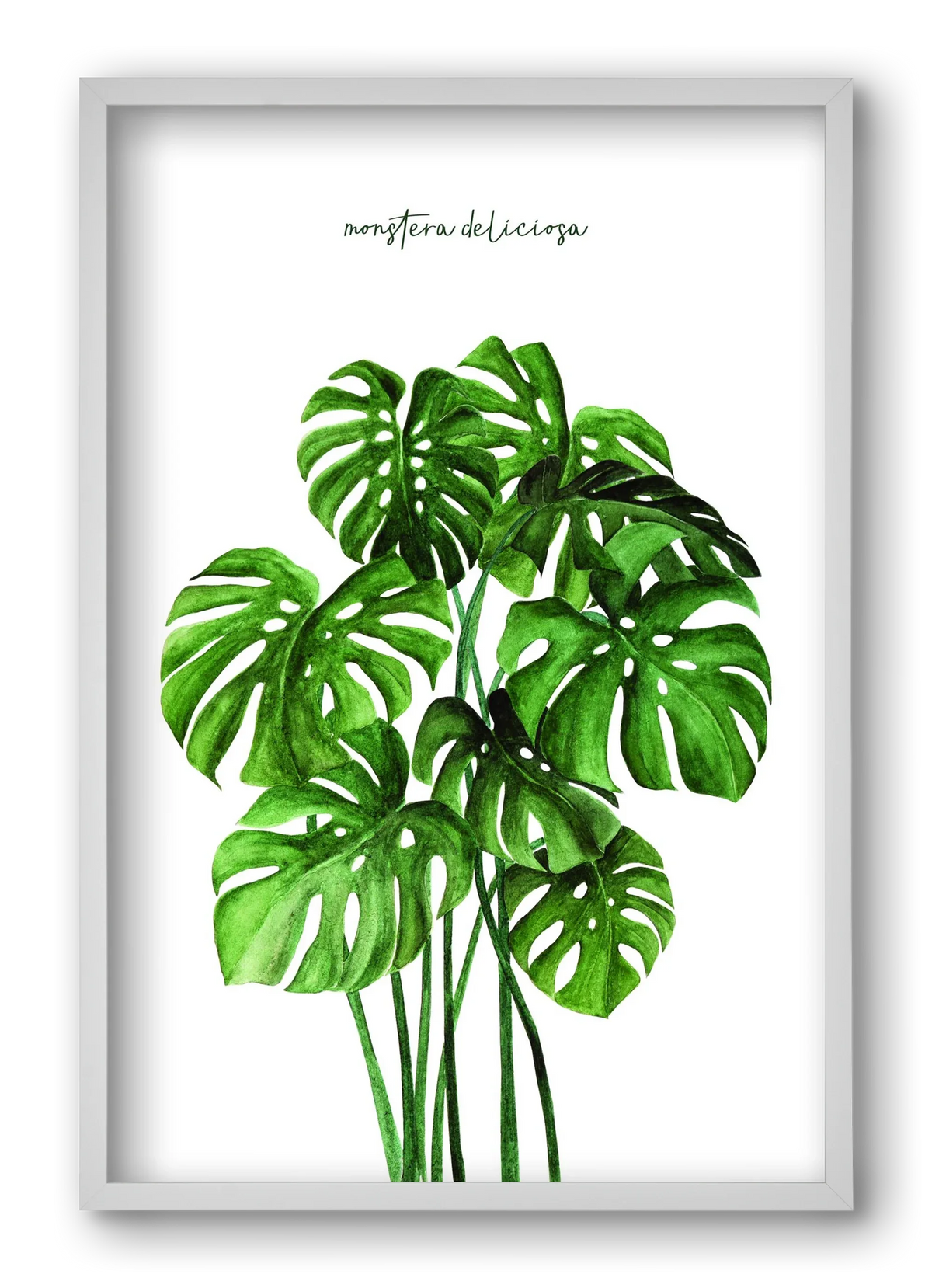 monstera deliciosa - artbridge