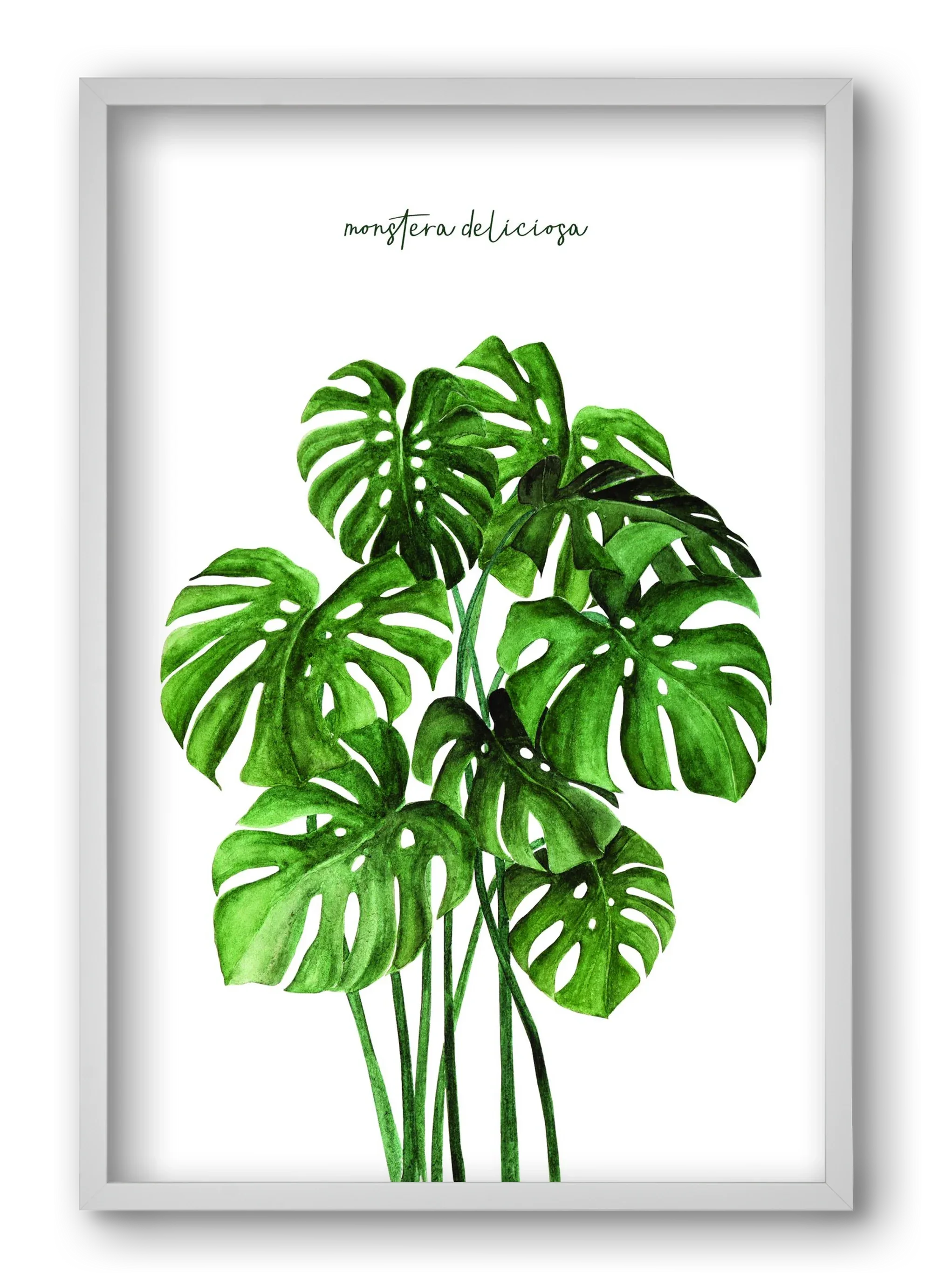 monstera deliciosa - artbridge