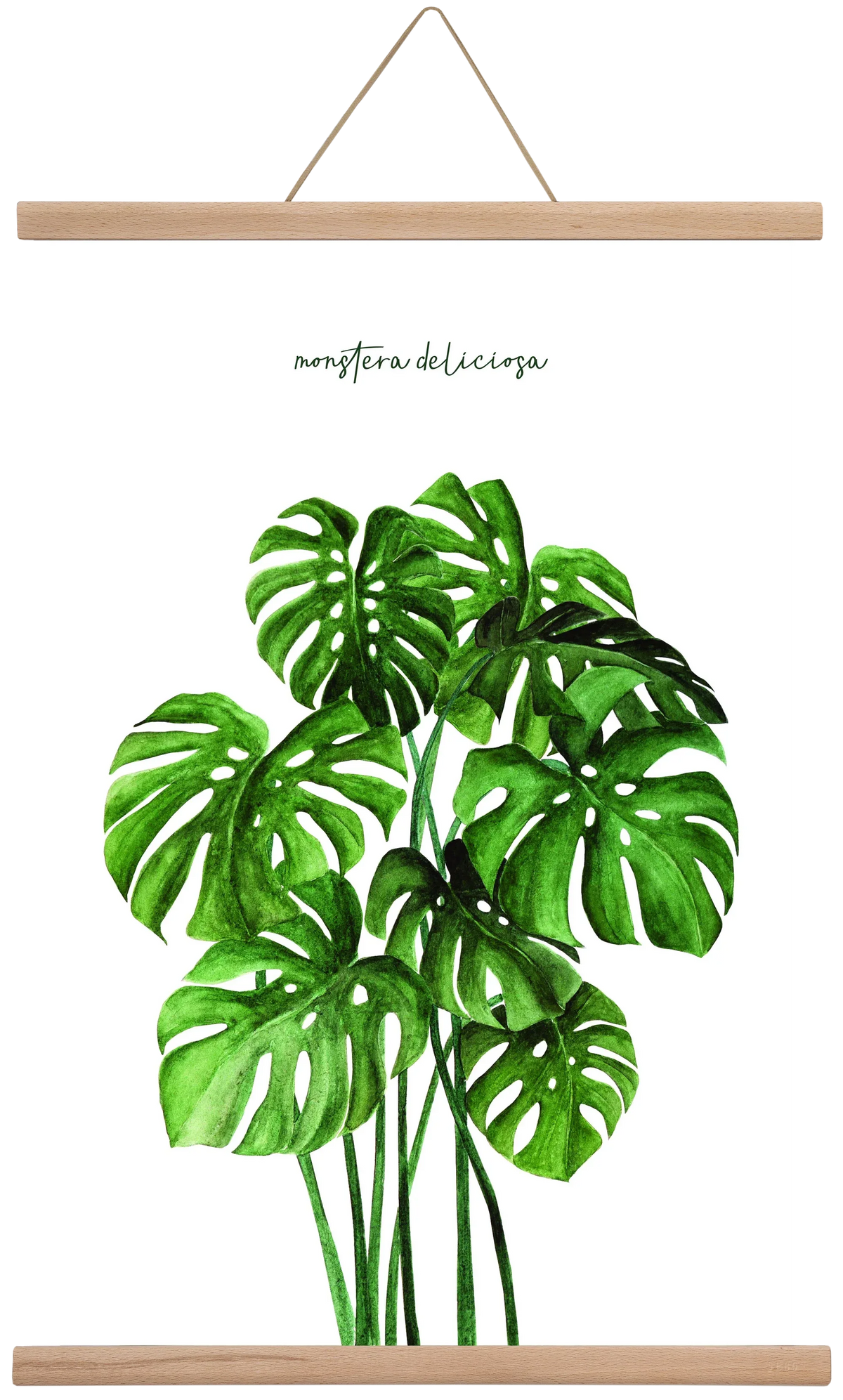 monstera deliciosa - artbridge