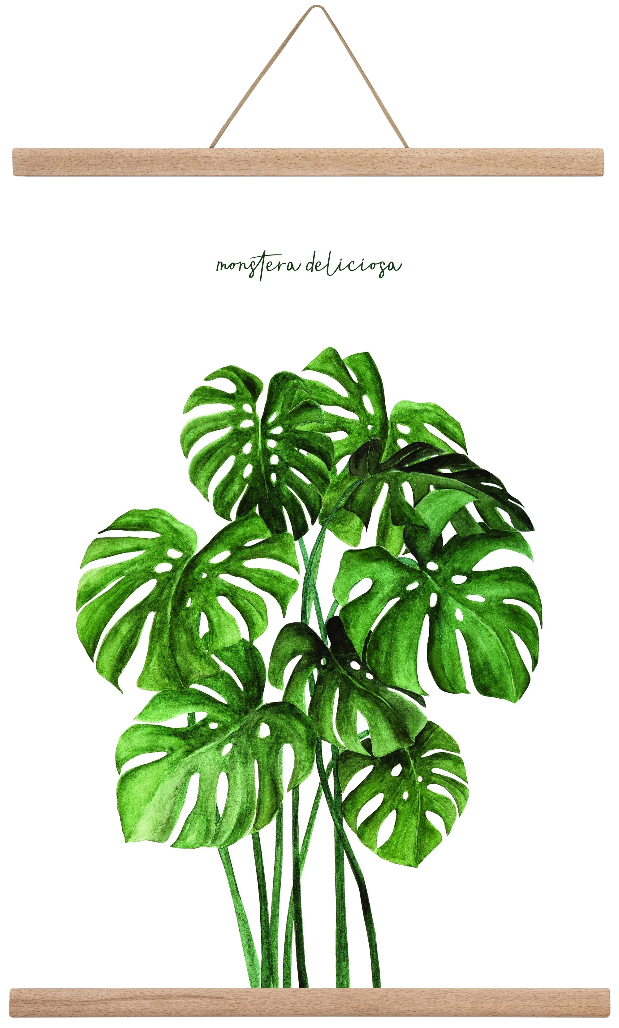 monstera deliciosa - artbridge