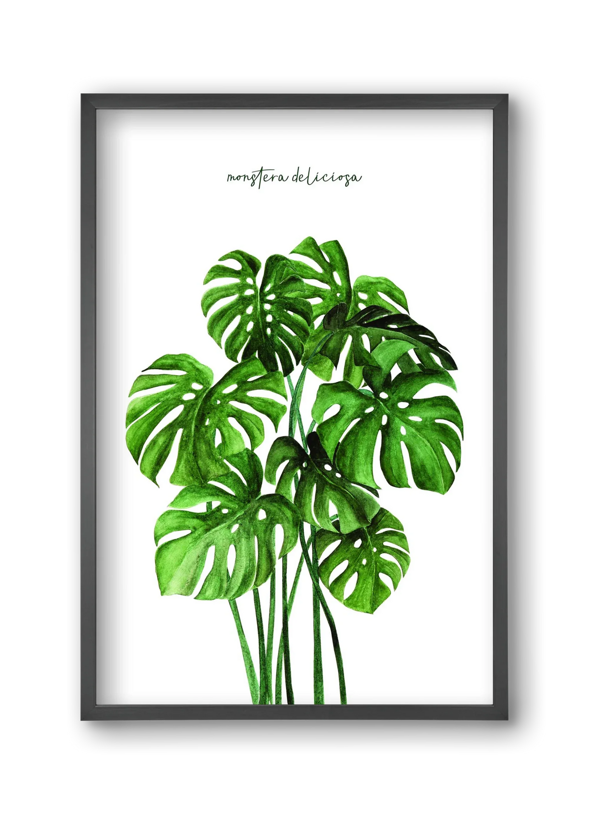 monstera deliciosa - artbridge