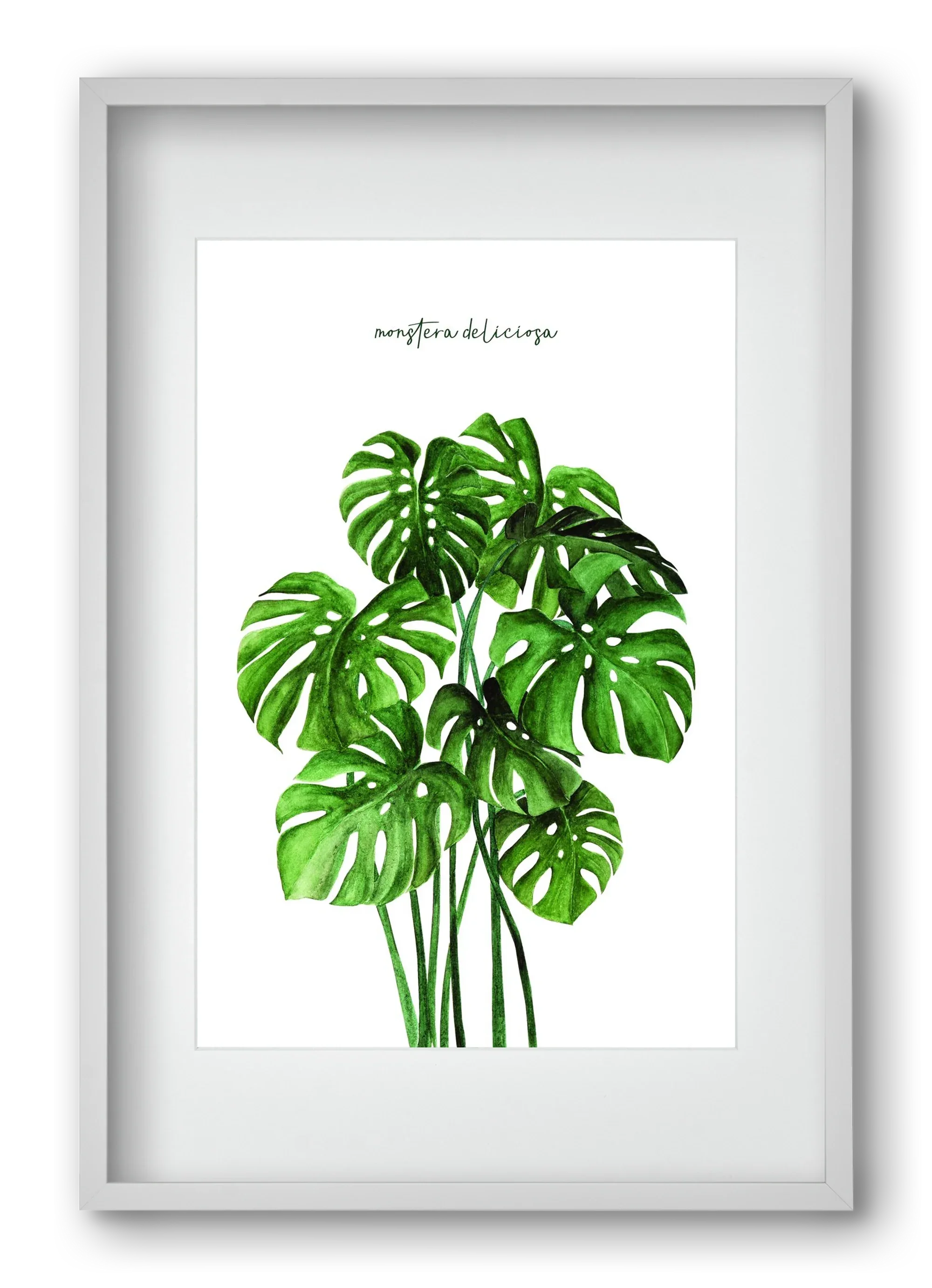 monstera deliciosa - artbridge