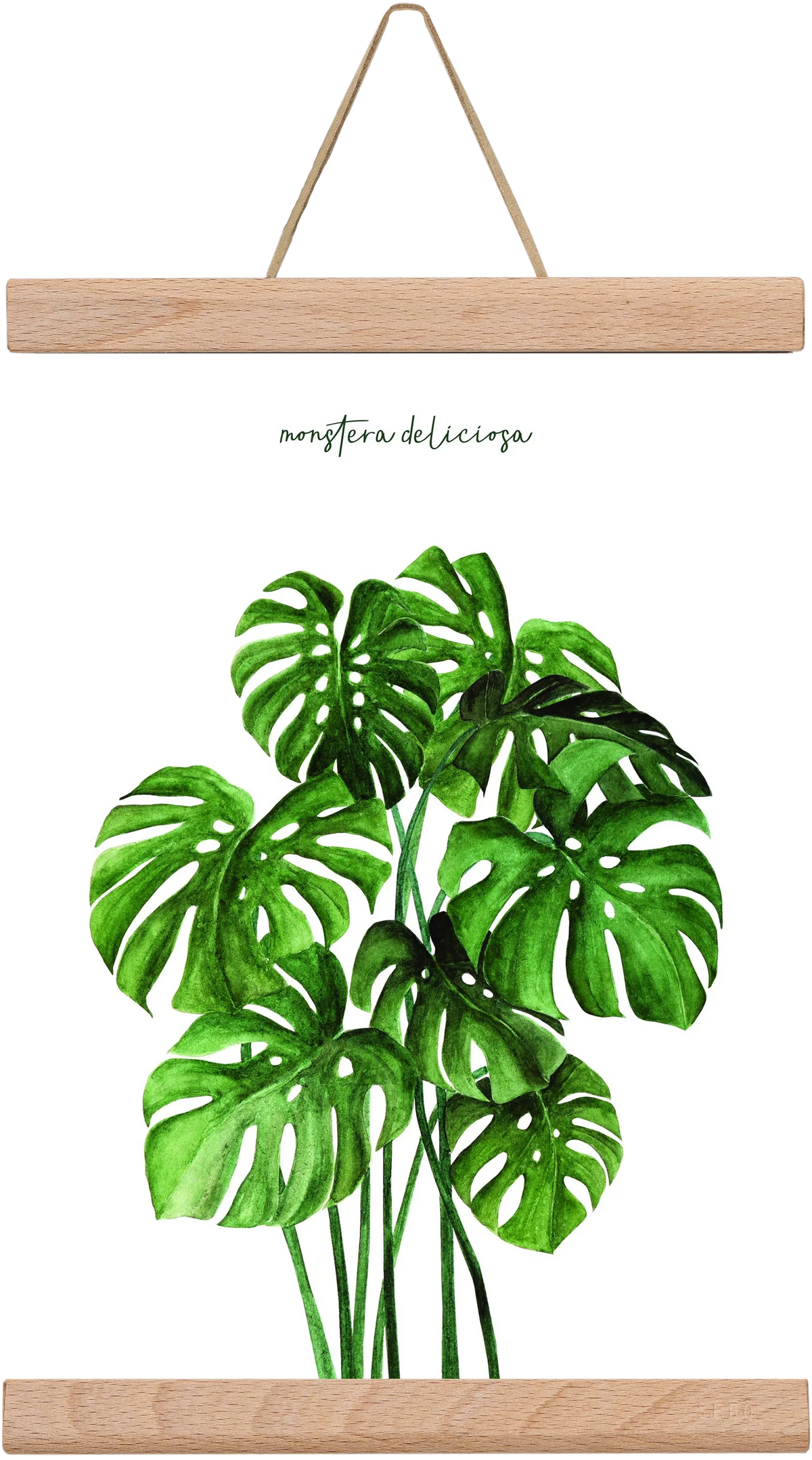 monstera deliciosa - artbridge