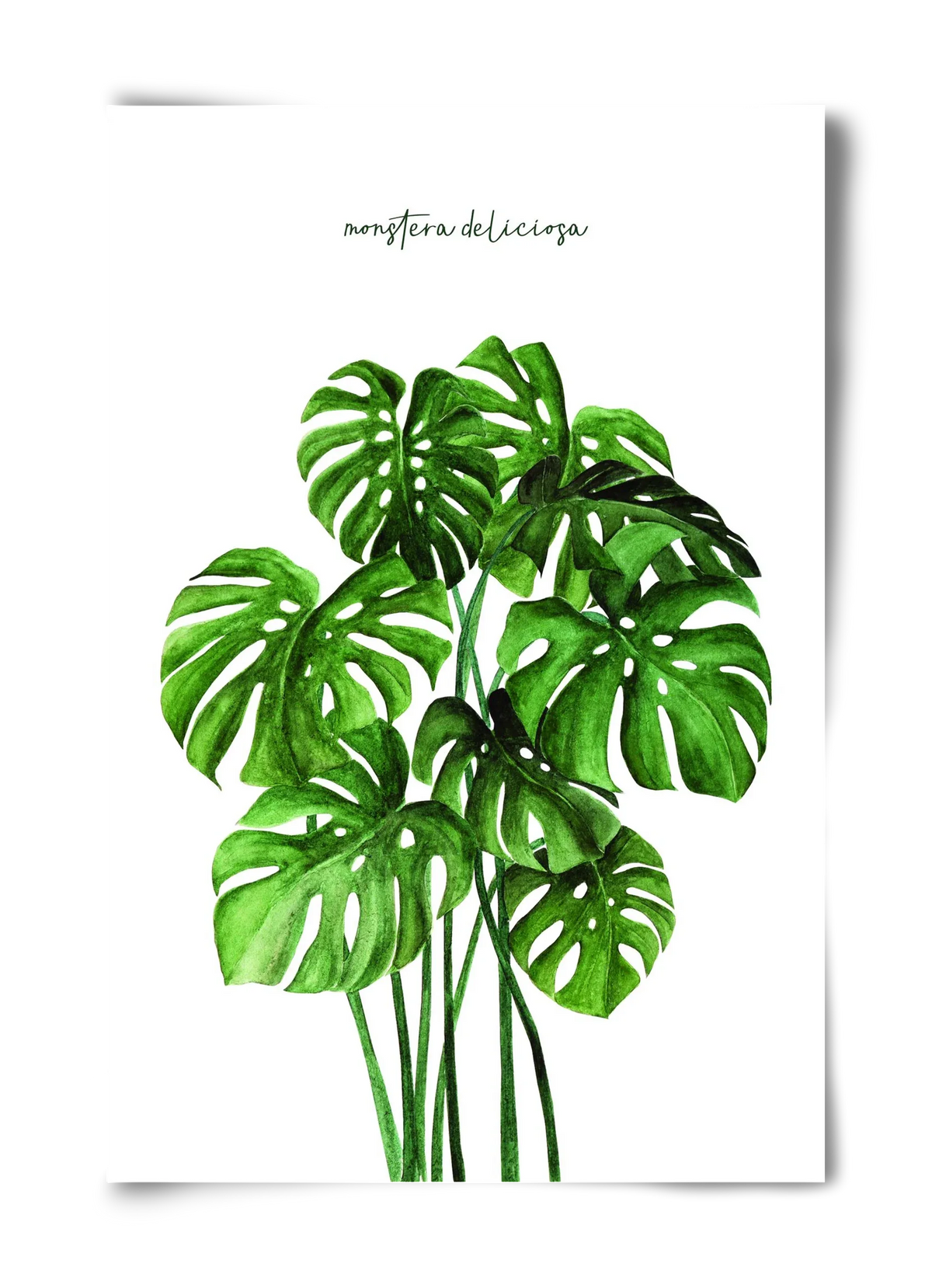monstera deliciosa - artbridge