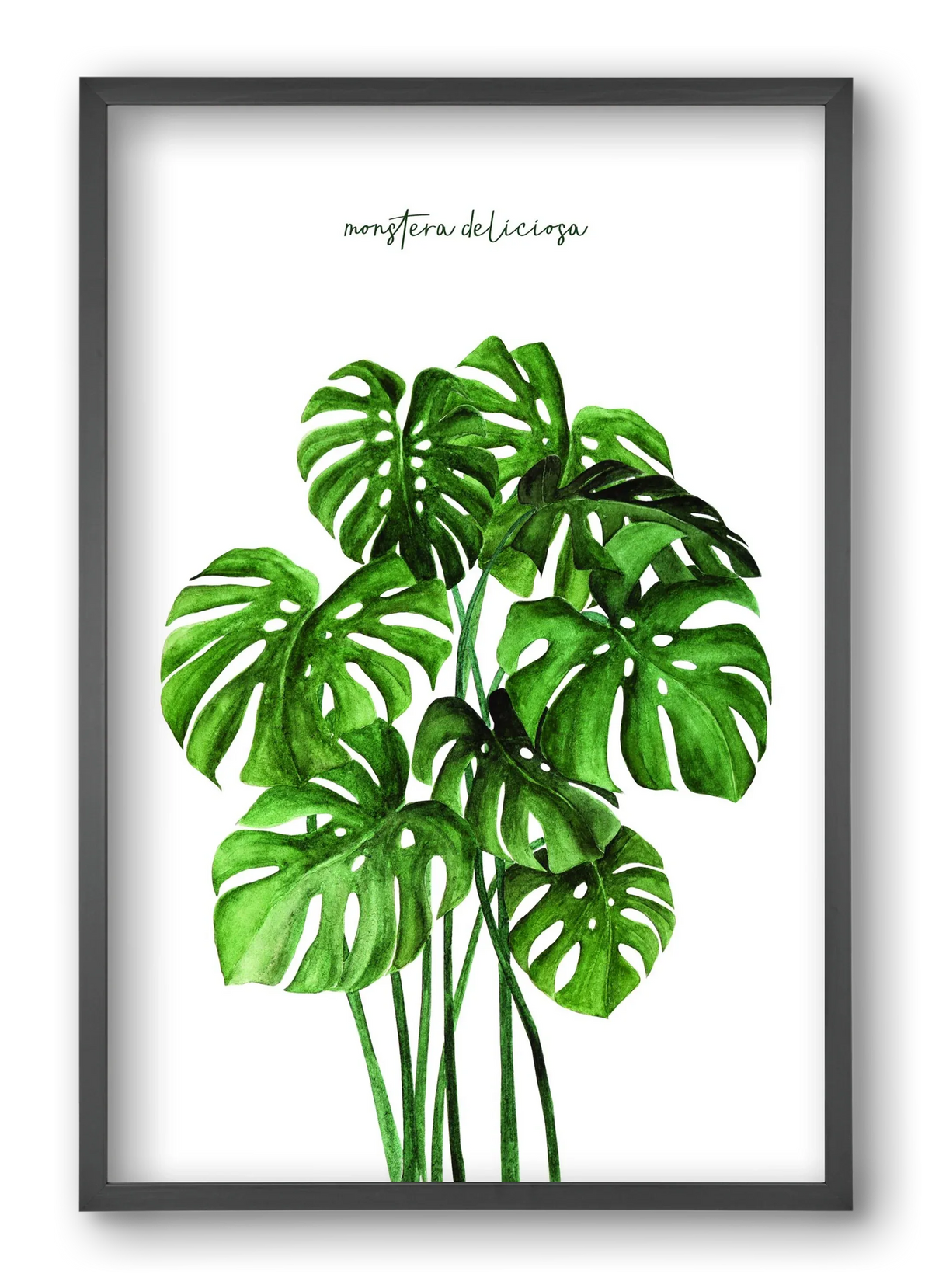 monstera deliciosa - artbridge