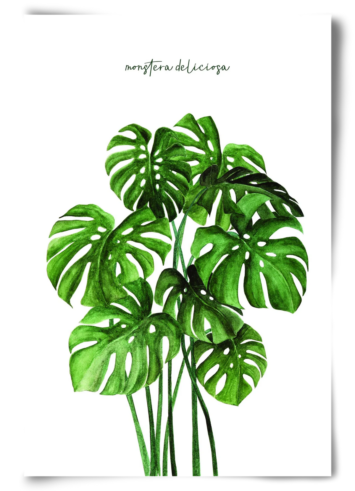 monstera deliciosa - artbridge