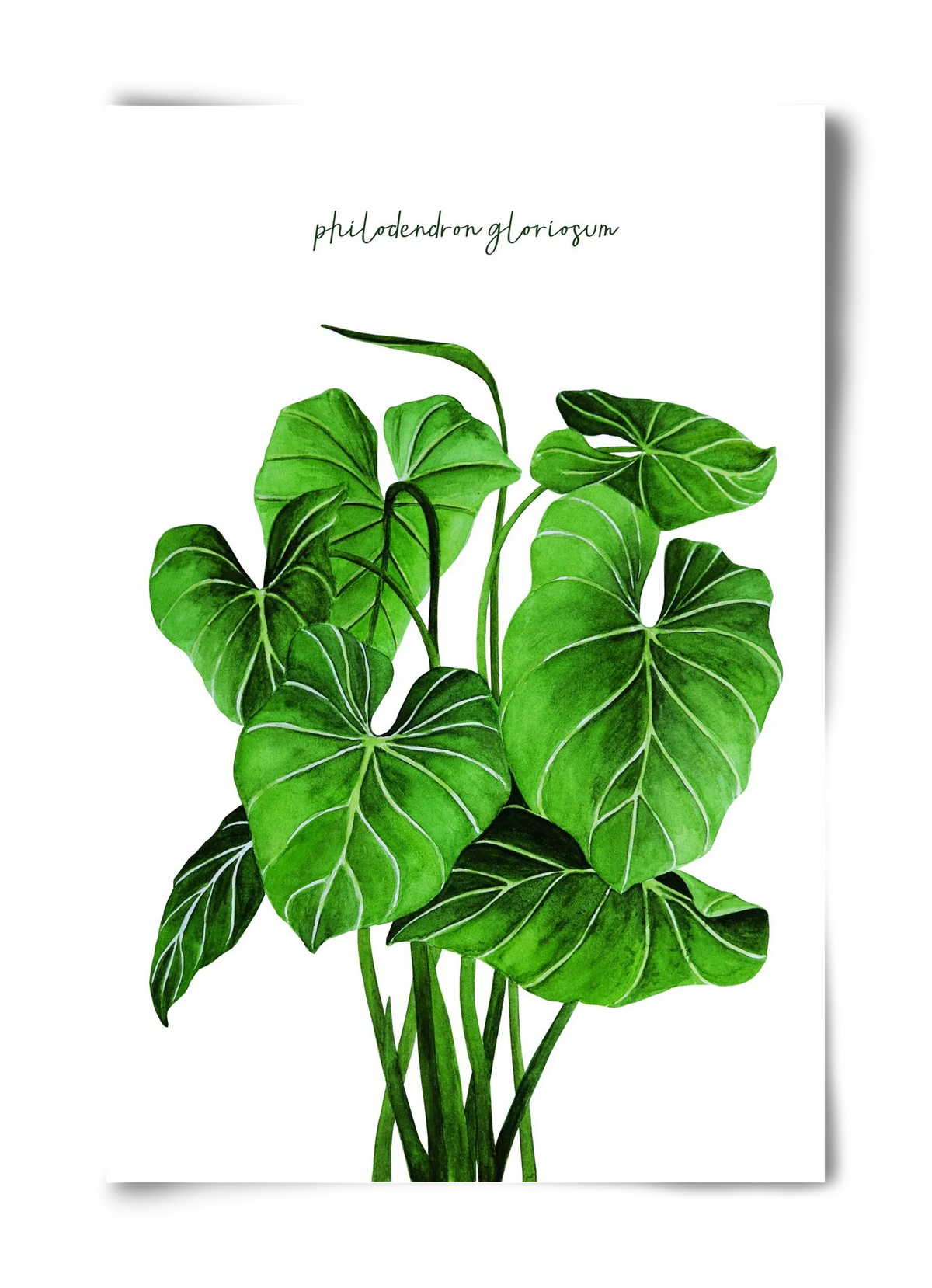 philodendron gloriosum - artbridge