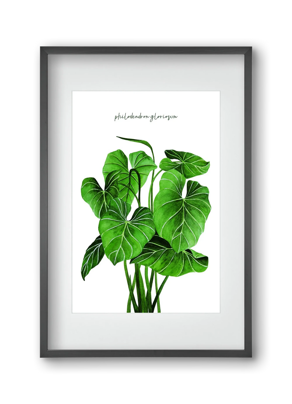 philodendron gloriosum - artbridge