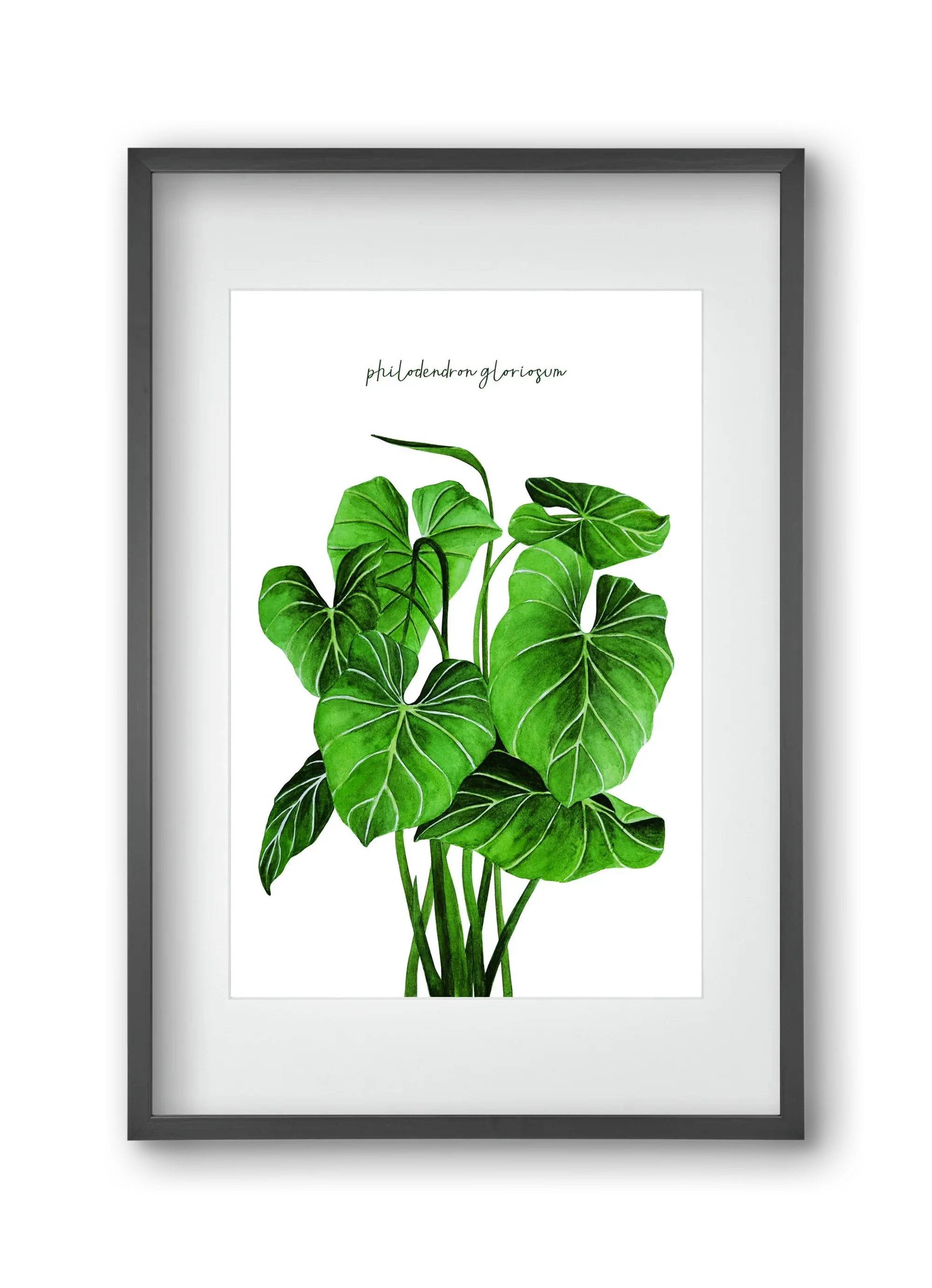 philodendron gloriosum - artbridge